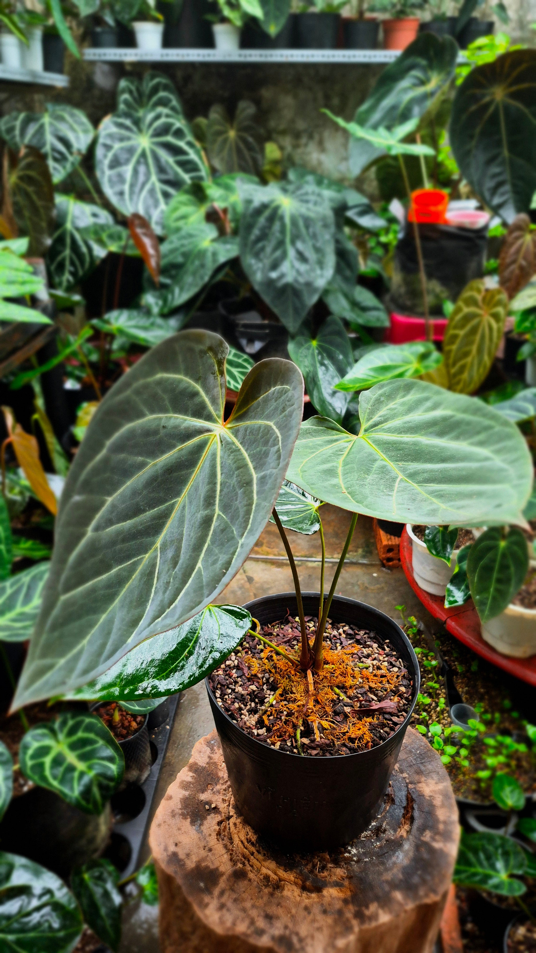 [NV#130942] [~26cm leaf] Anthurium Pap Hybrid [NoID]