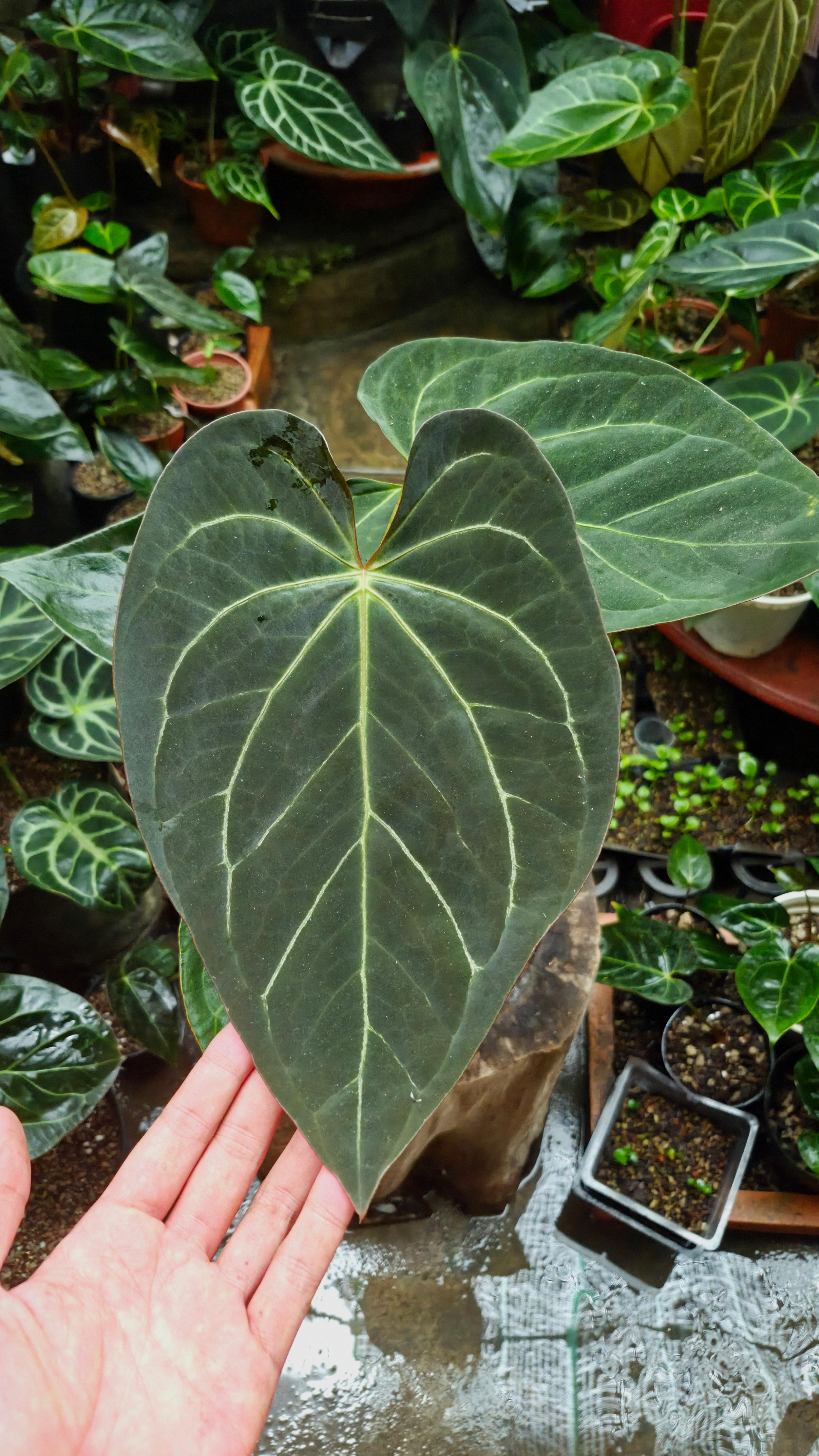 [NV#130942] [~26cm leaf] Anthurium Pap Hybrid [NoID]