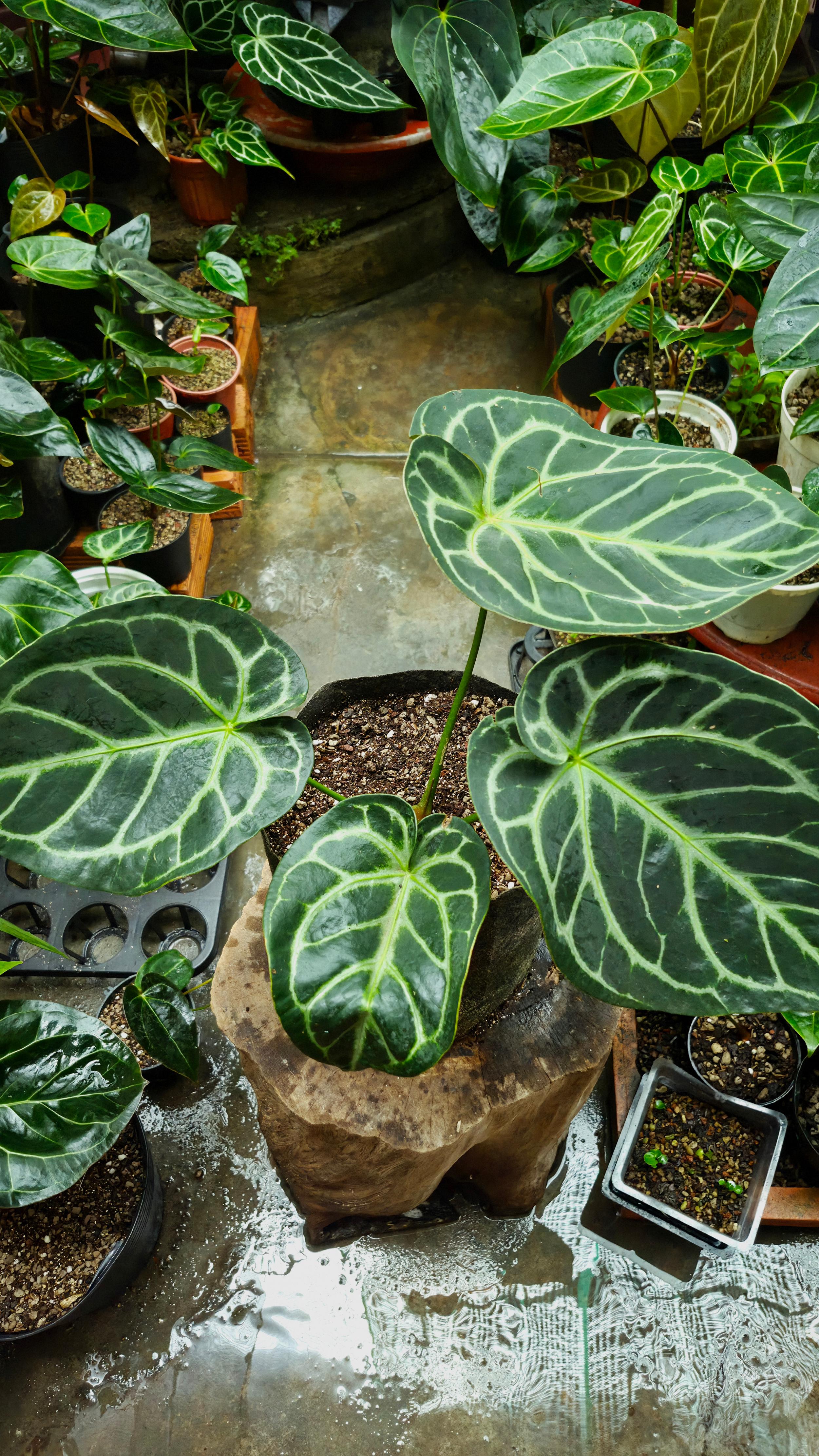 [NV#160909] [~30x26cm leaf] Anthurium Dorayaki [Dark Form]