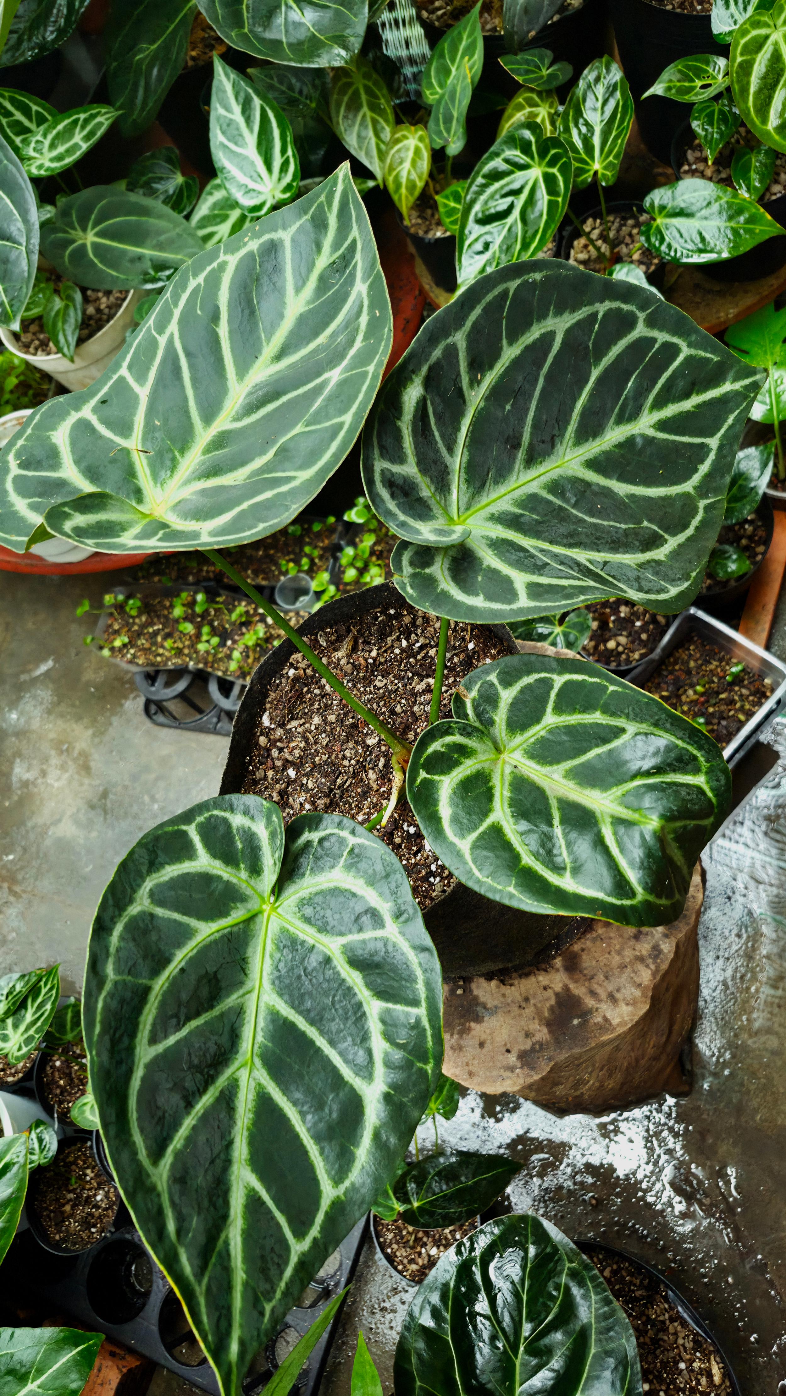 [NV#160909] [~30x26cm leaf] Anthurium Dorayaki [Dark Form]