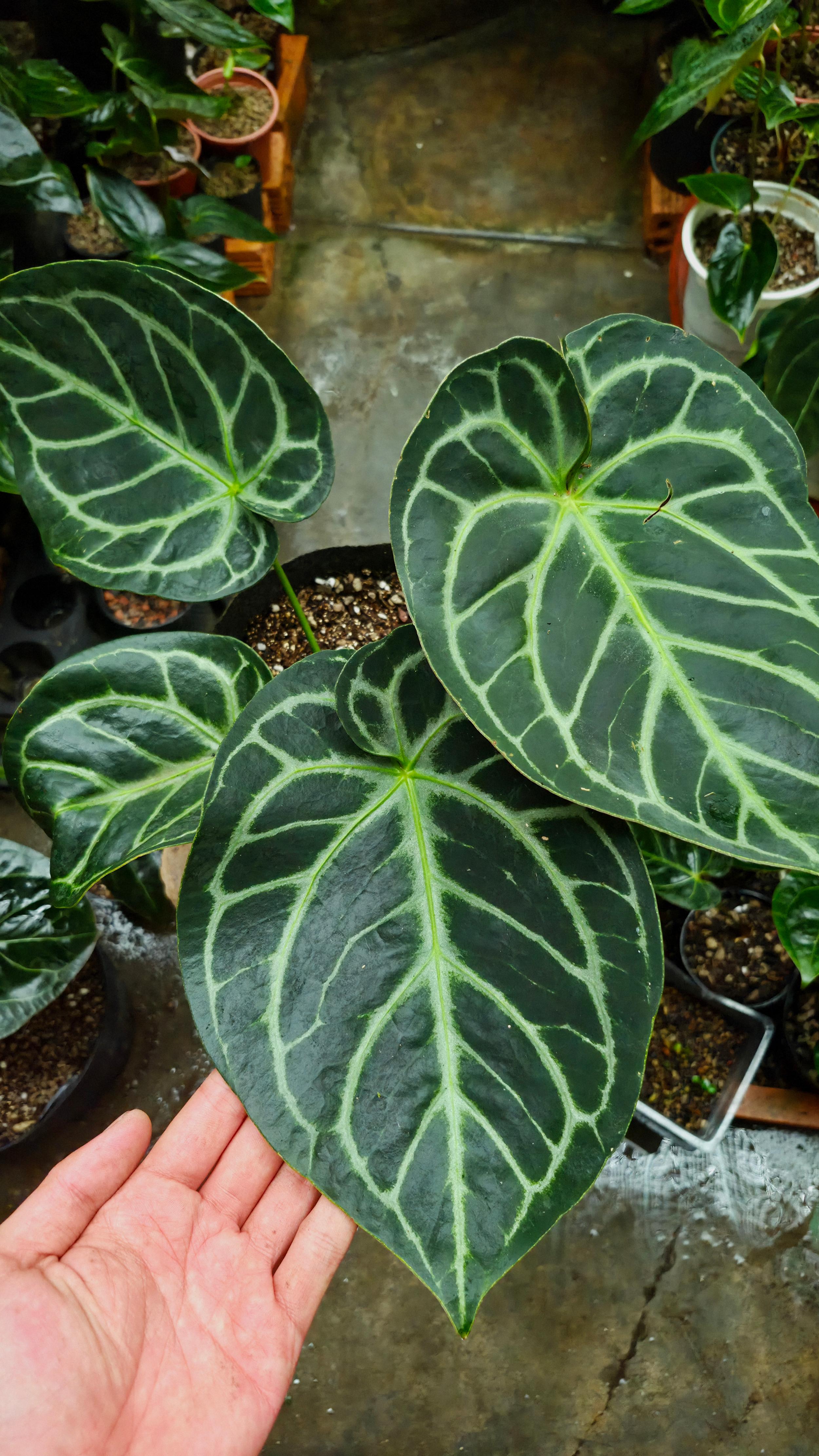 [NV#160909] [~30x26cm leaf] Anthurium Dorayaki [Dark Form]