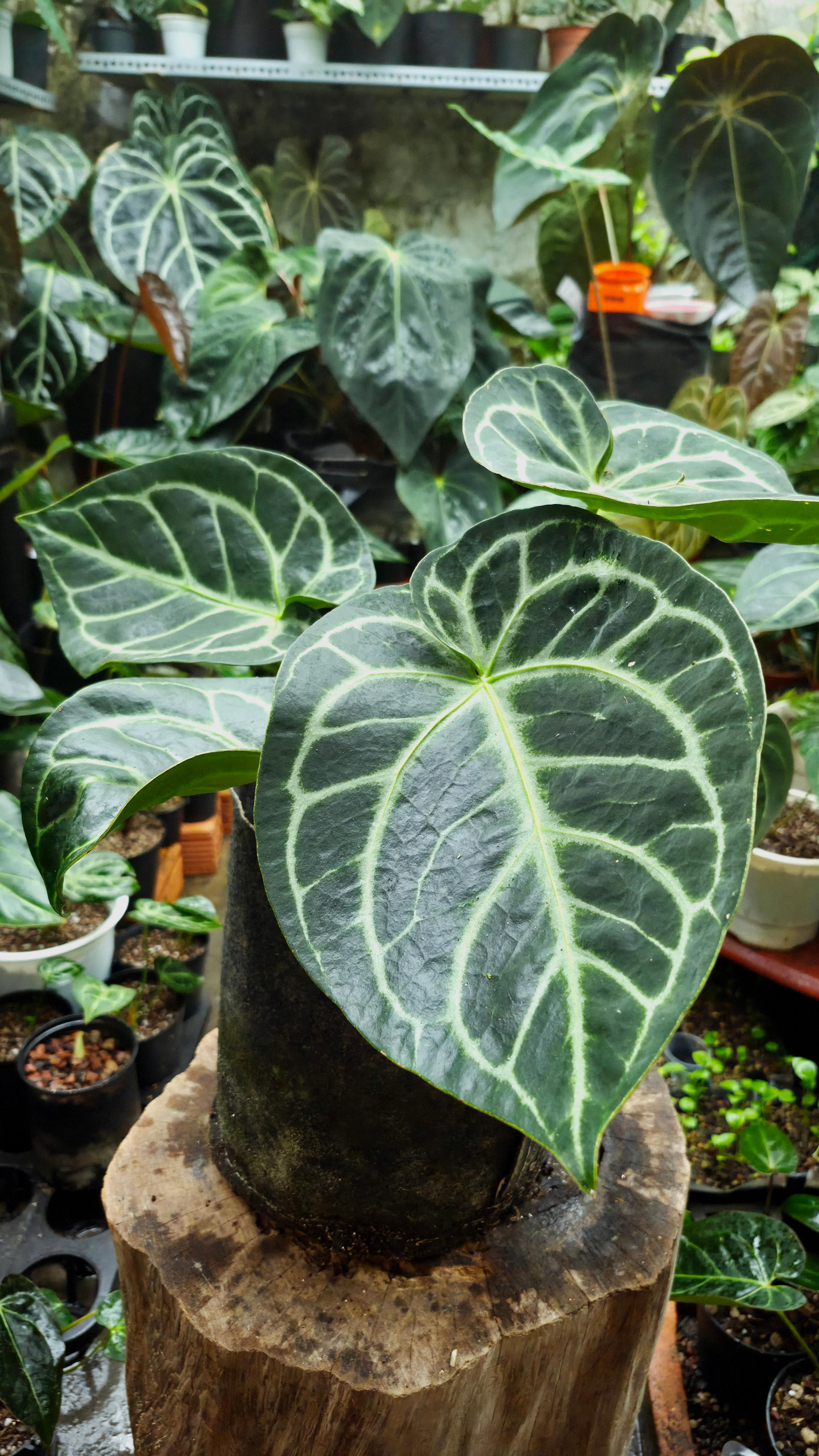 [NV#160909] [~30x26cm leaf] Anthurium Dorayaki [Dark Form]