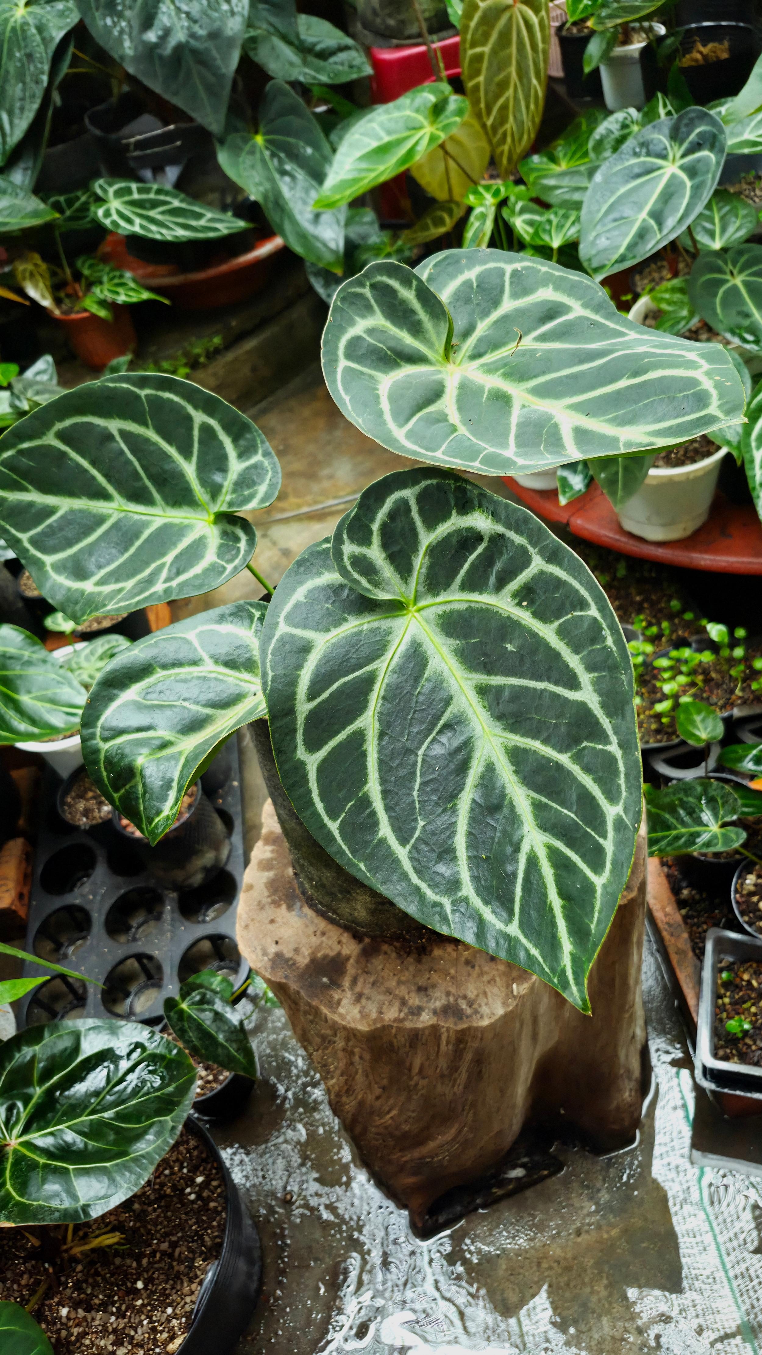 [NV#160909] [~30x26cm leaf] Anthurium Dorayaki [Dark Form]