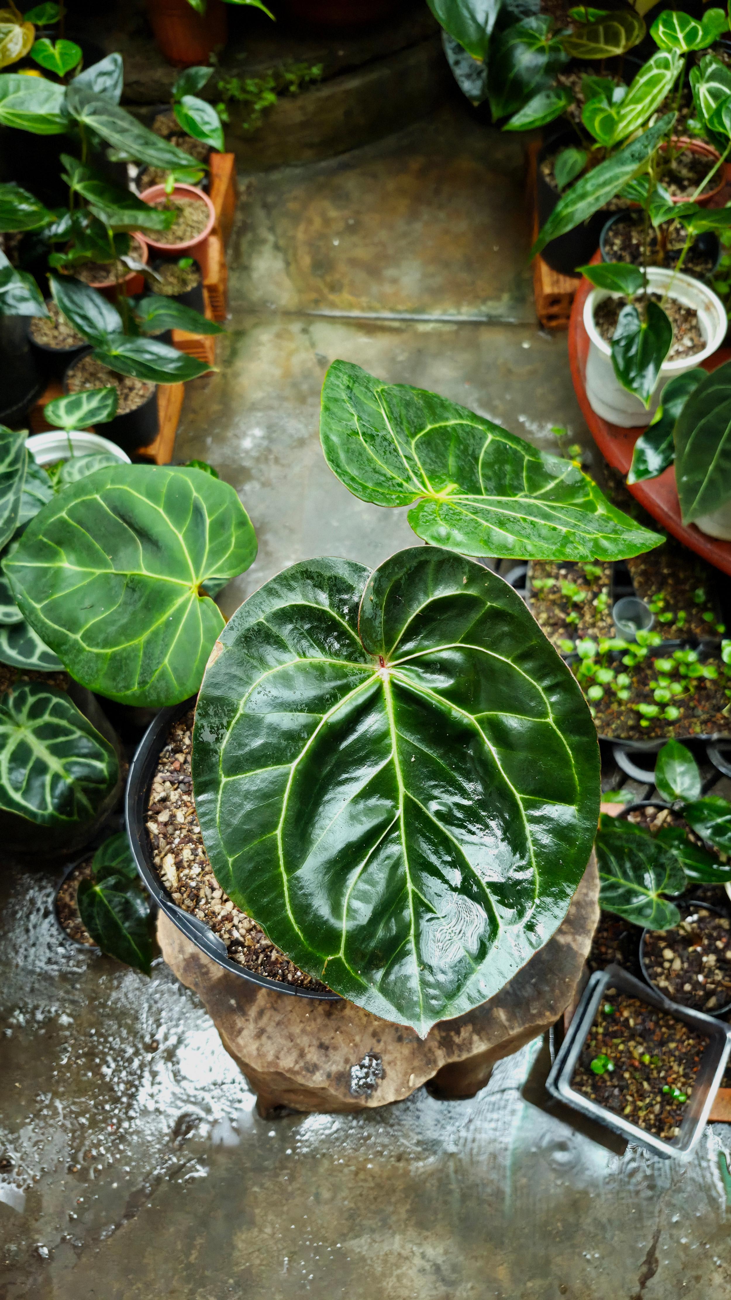 [NV#160910] [~38x30cm leaf] Anthurium NoID