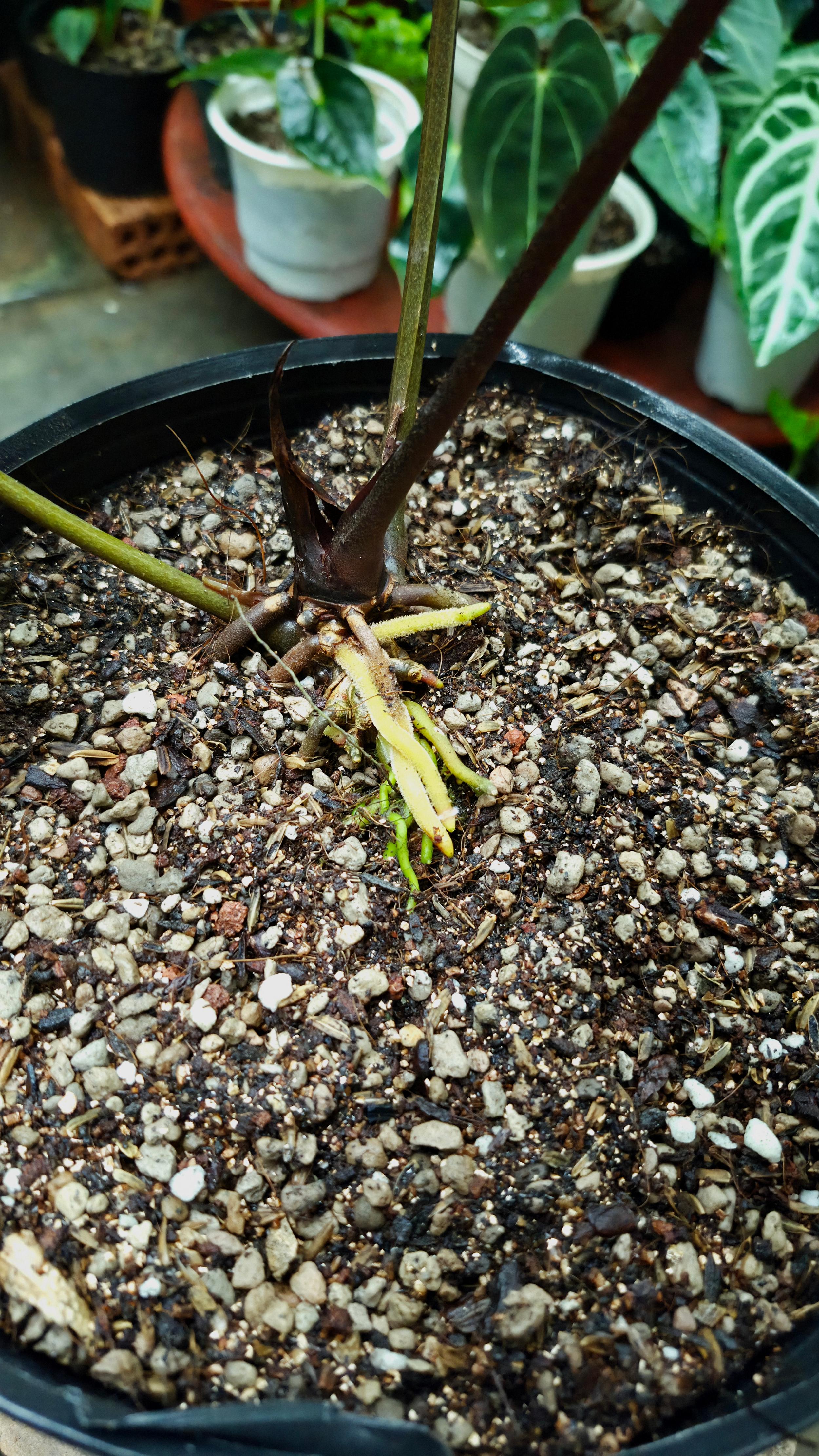 [NV#160910] [~38x30cm leaf] Anthurium NoID