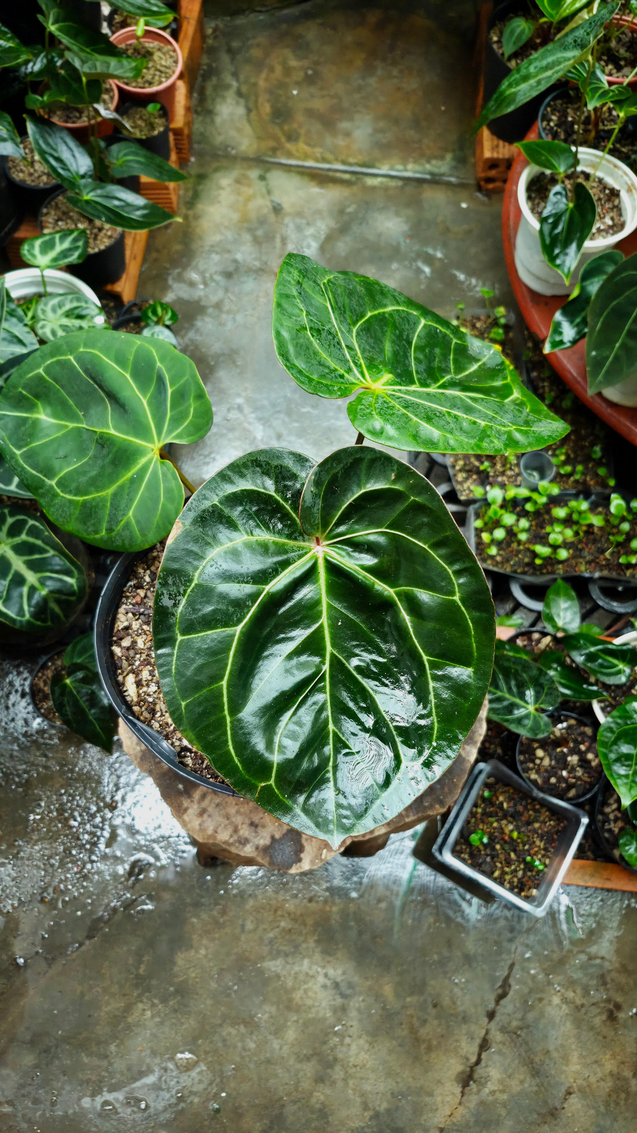 [NV#160910] [~38x30cm leaf] Anthurium NoID