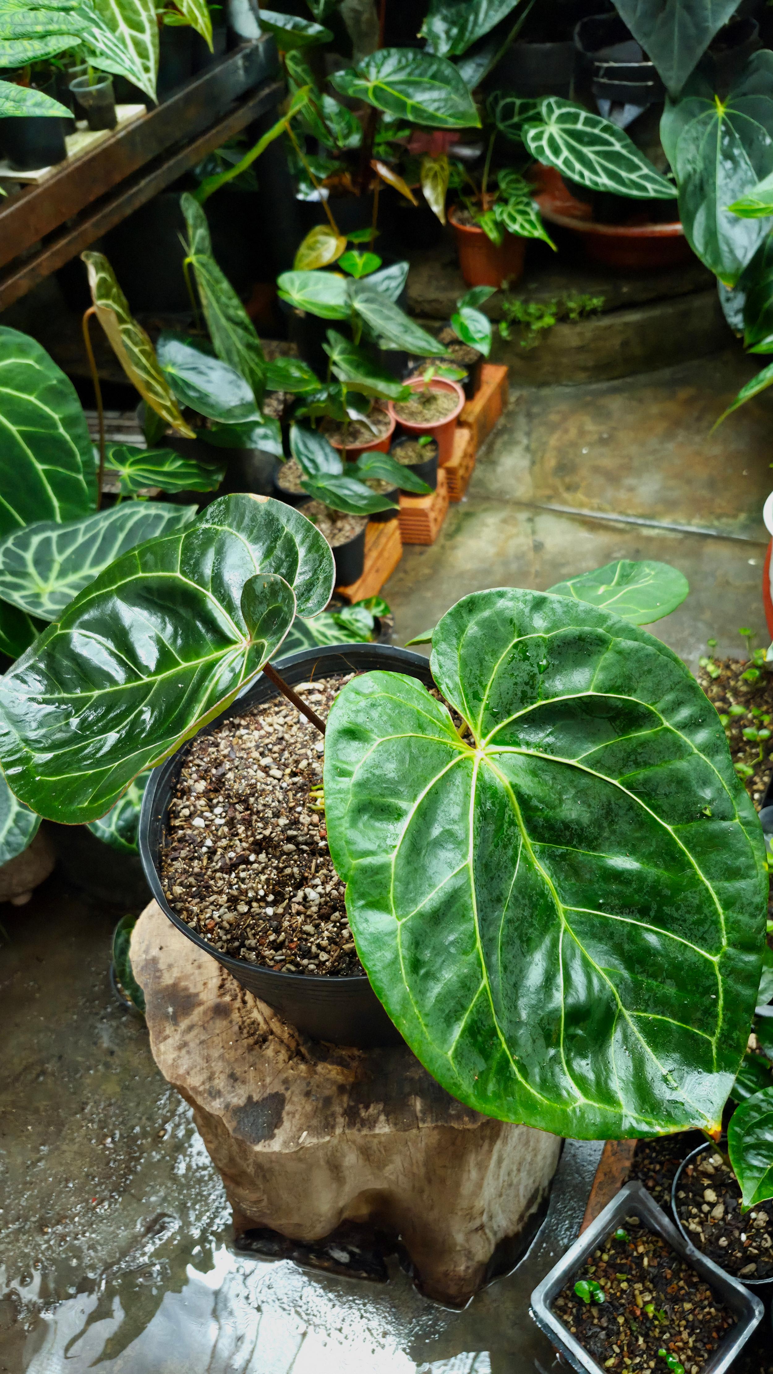 [NV#160910] [~38x30cm leaf] Anthurium NoID