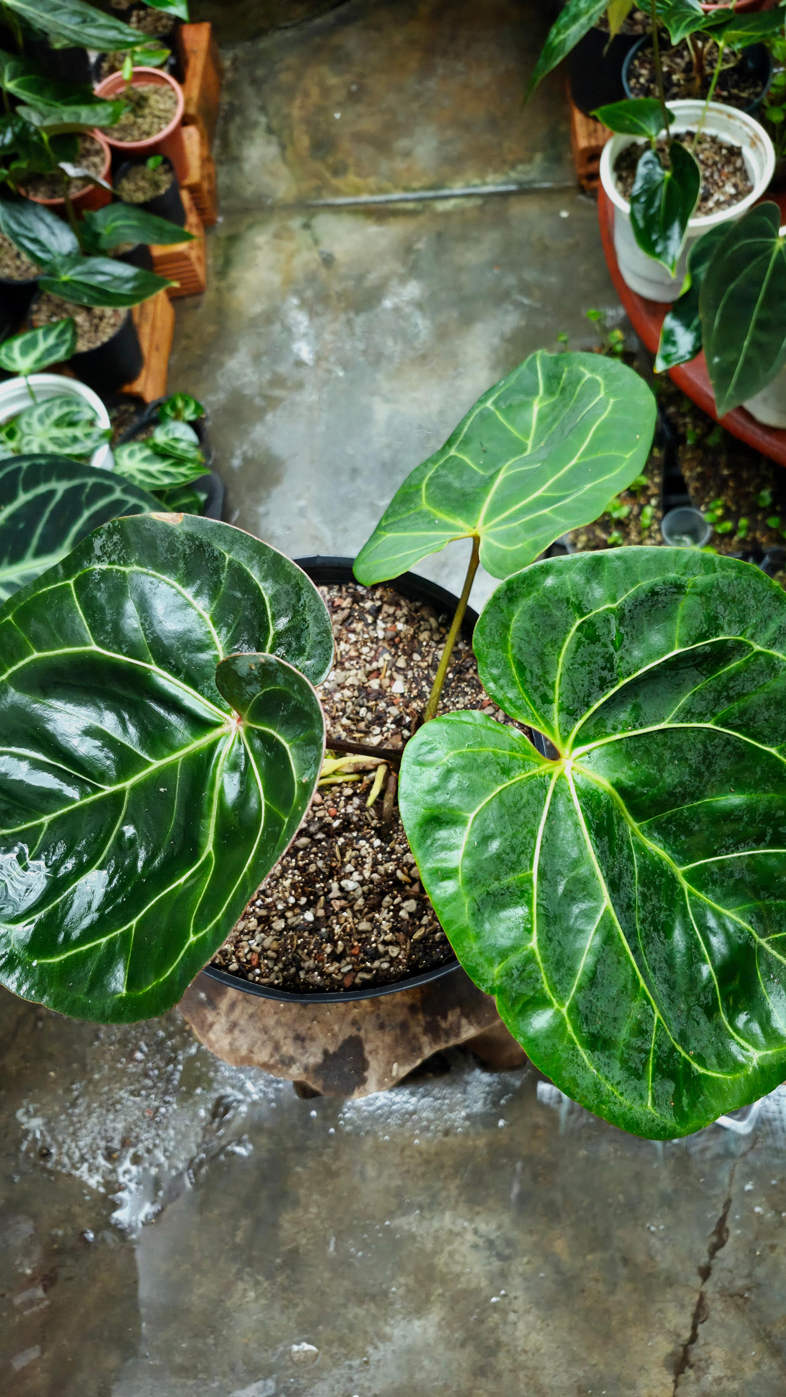 [NV#160910] [~38x30cm leaf] Anthurium NoID