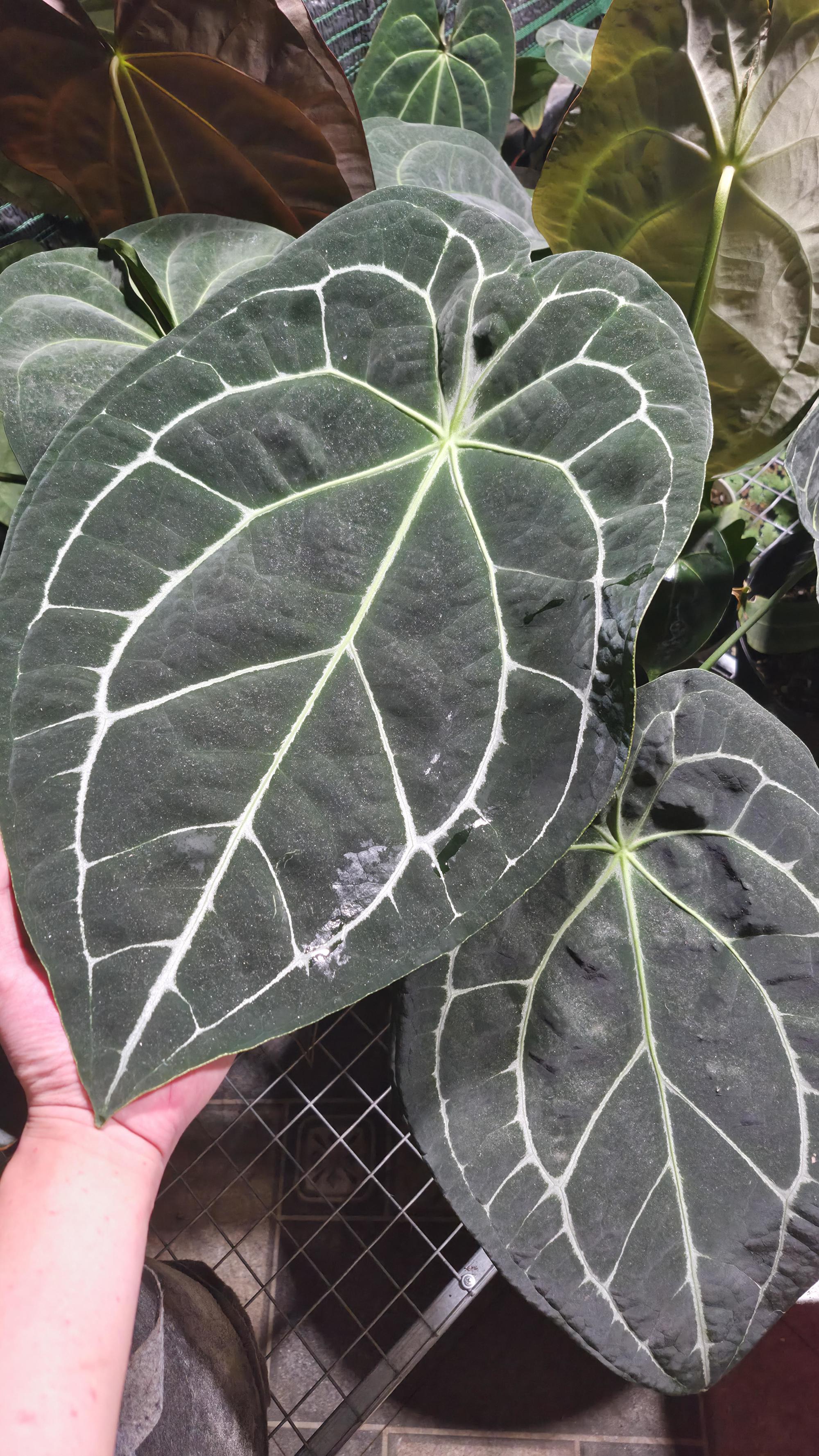 NV#160911 [~50cm leaf] Anthurium Forgetii Hybrid