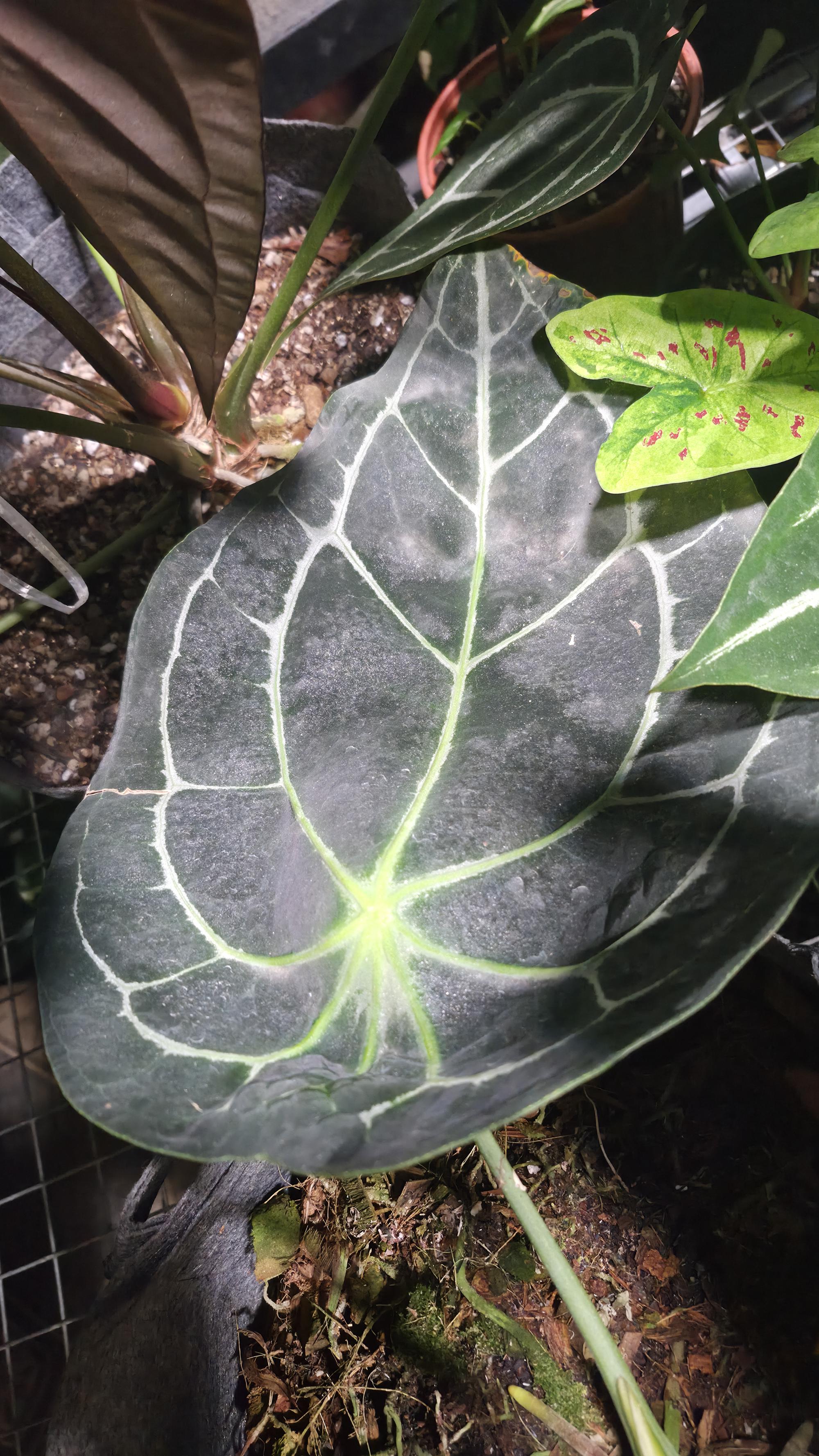 NV#160911 [~50cm leaf] Anthurium Forgetii Hybrid