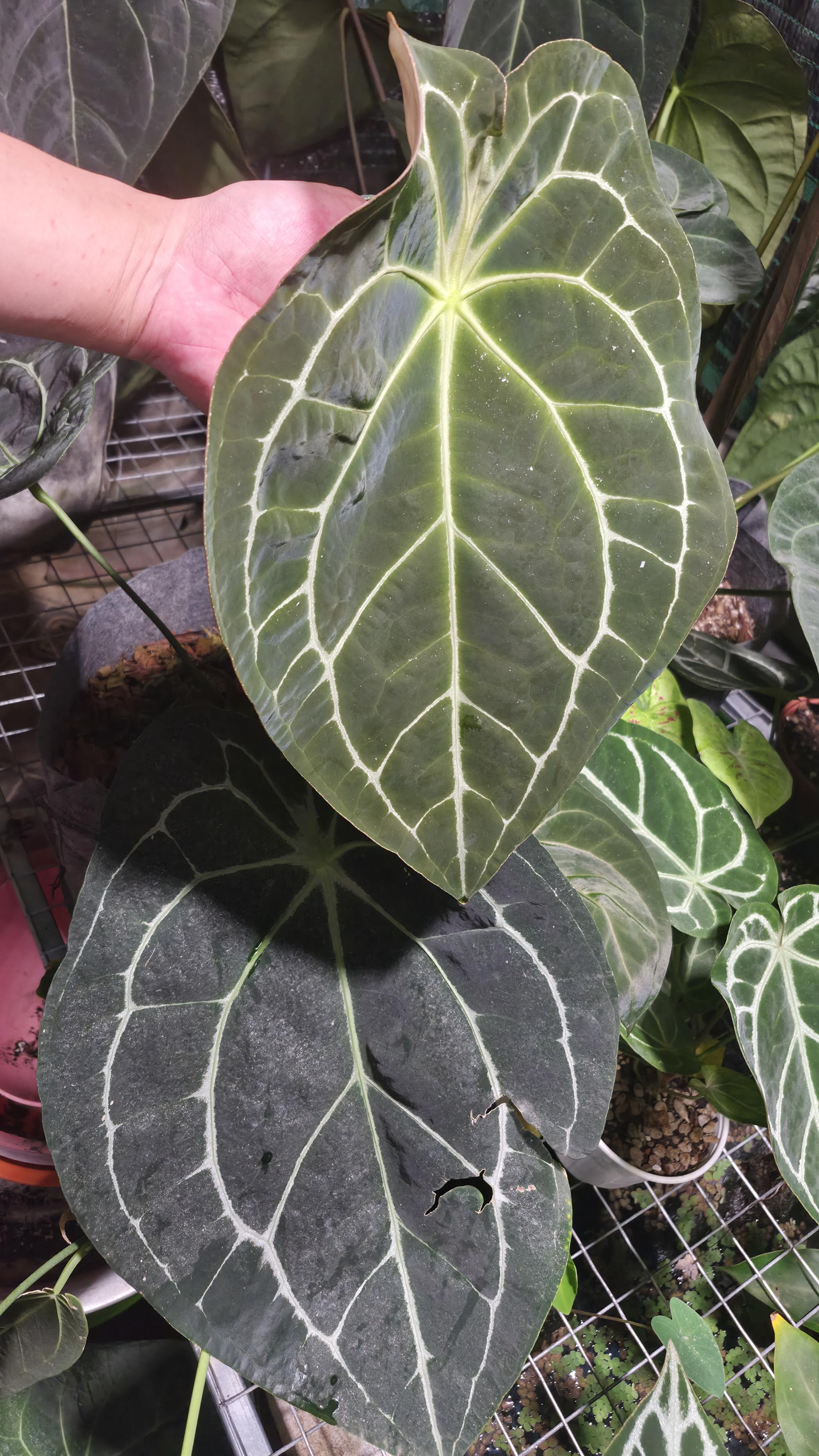 NV#160911 [~50cm leaf] Anthurium Forgetii Hybrid