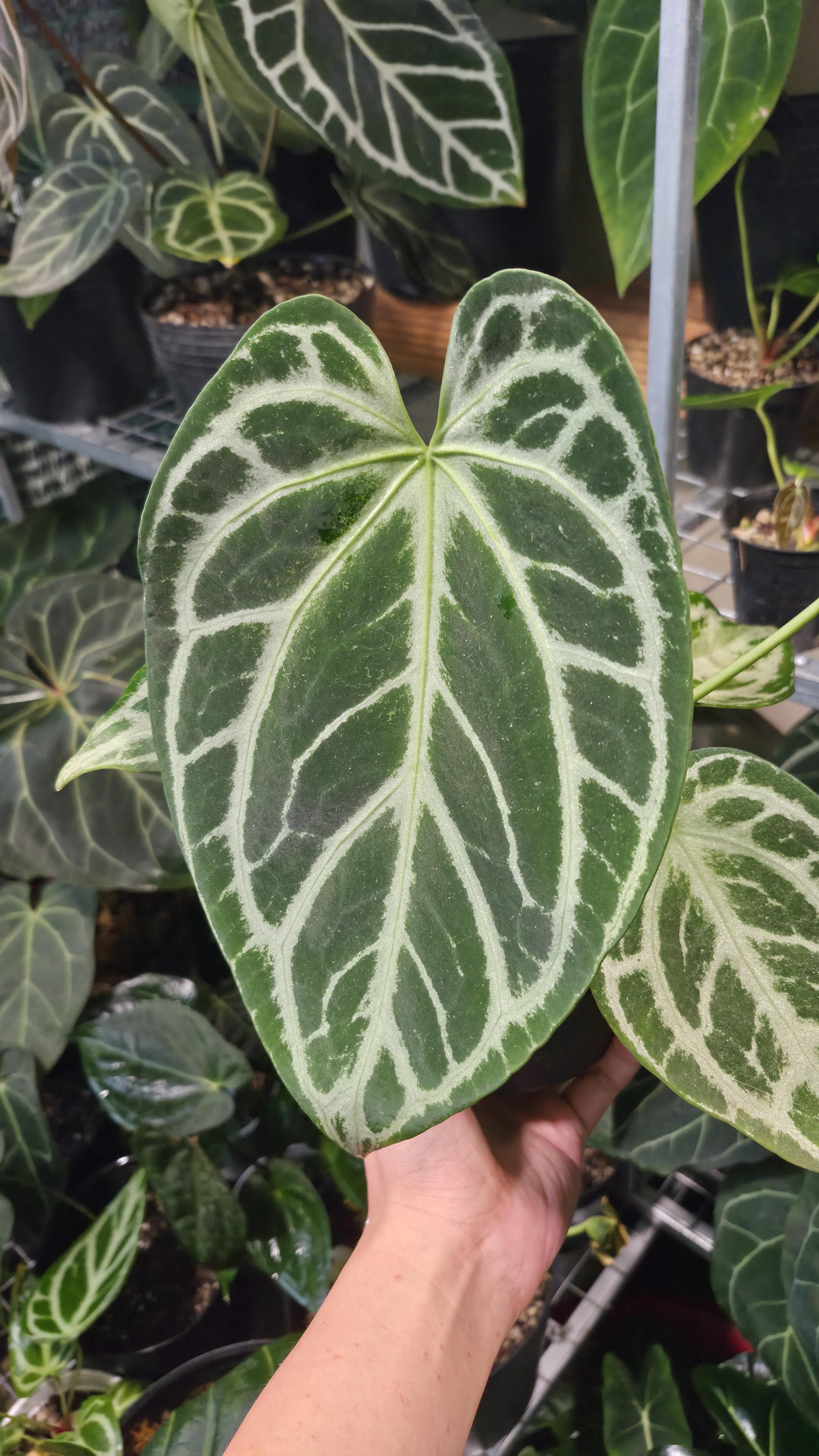 NV#130907 [~25cm leaf] Anthurium Minahasa x Silver Blush