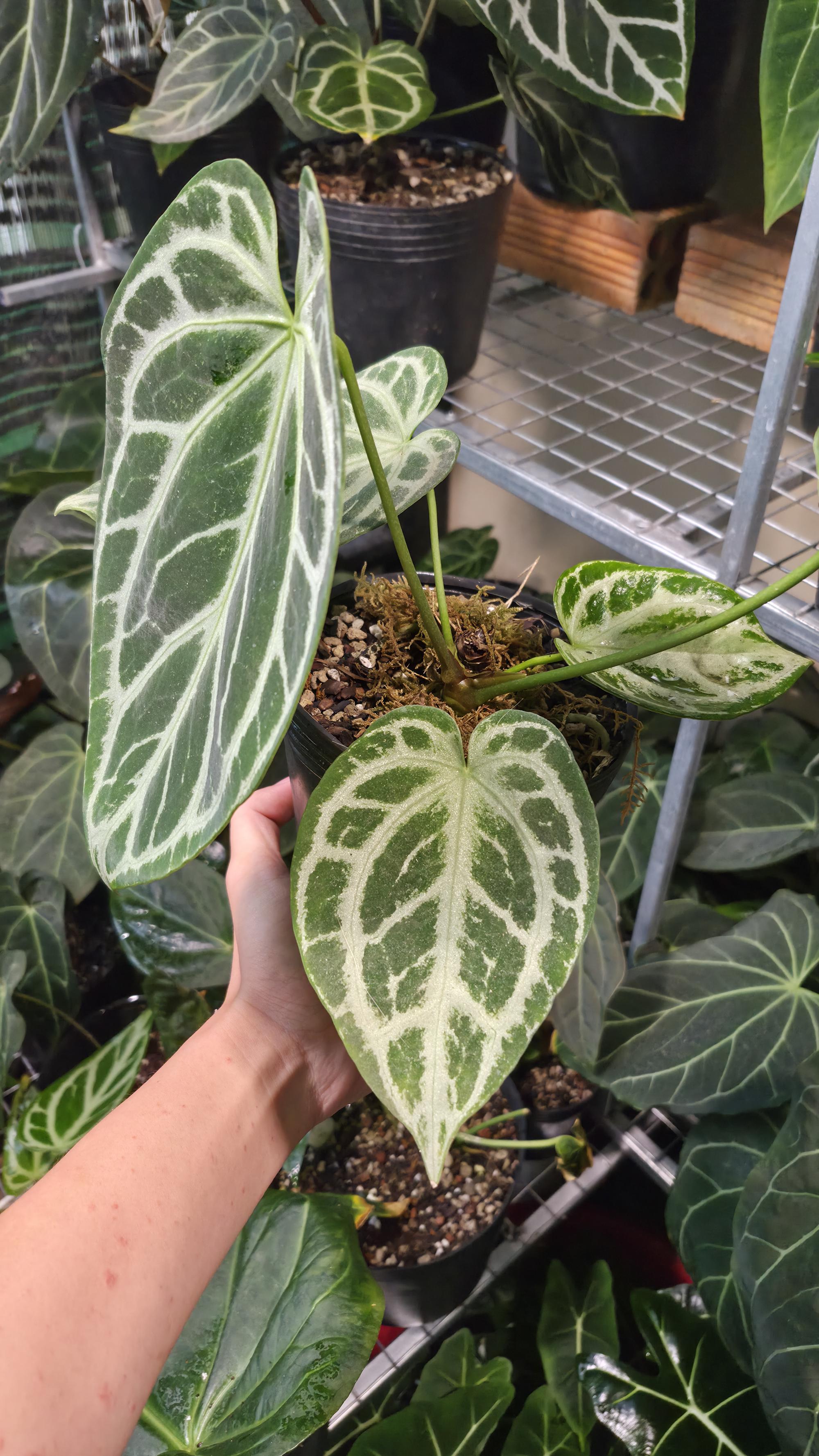 NV#130907 [~25cm leaf] Anthurium Minahasa x Silver Blush