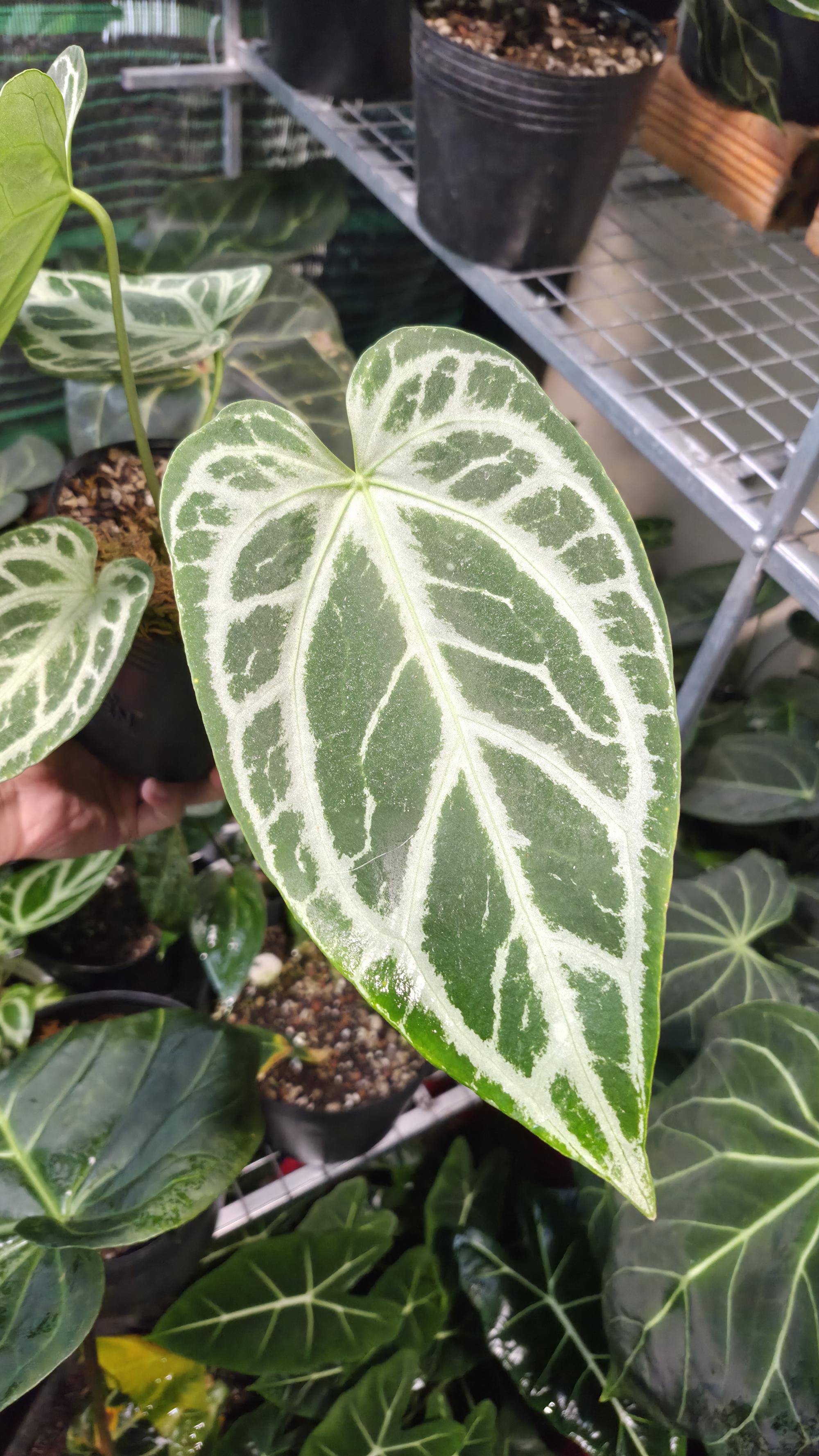 NV#130907 [~25cm leaf] Anthurium Minahasa x Silver Blush