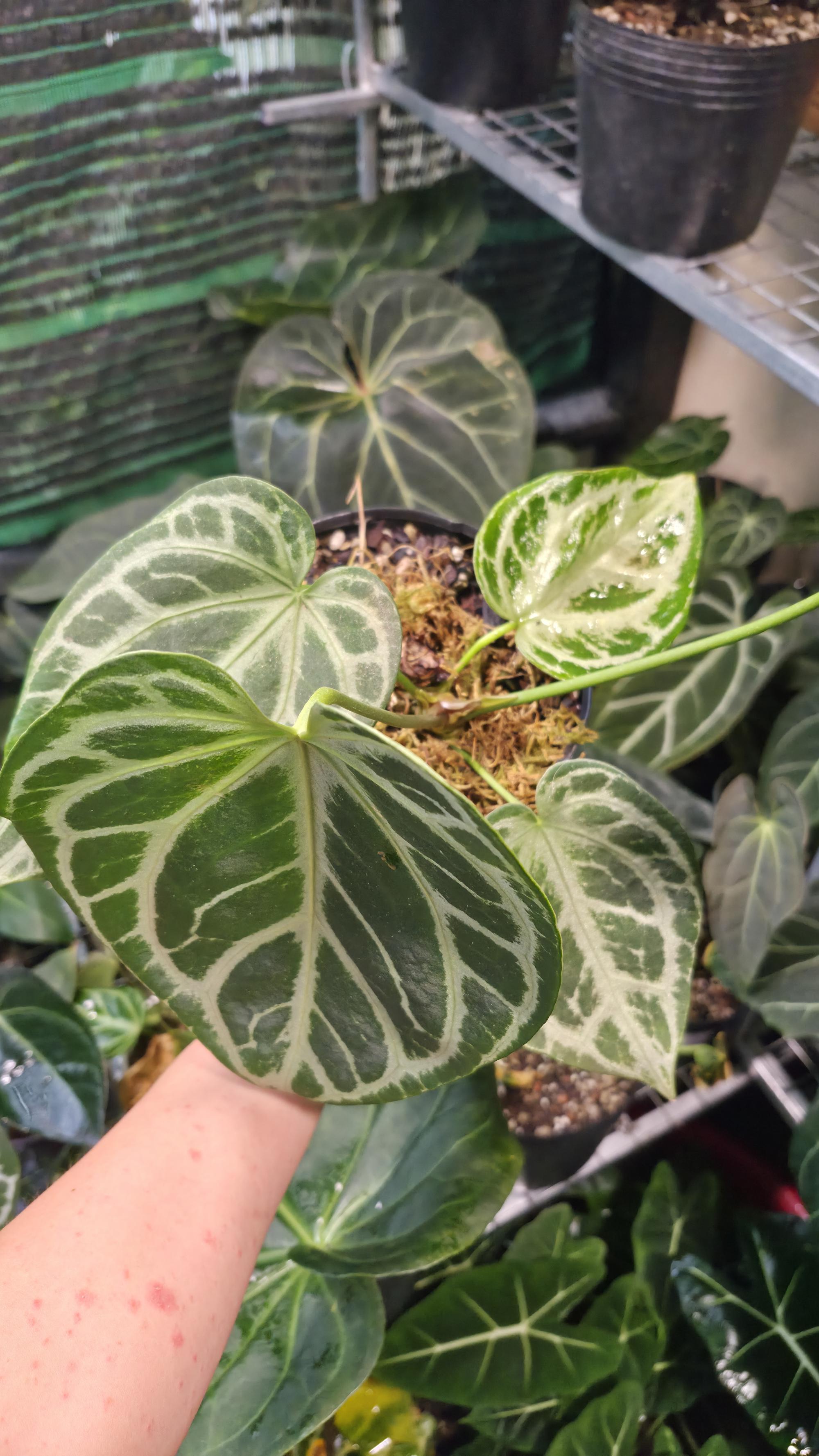 NV#130907 [~25cm leaf] Anthurium Minahasa x Silver Blush