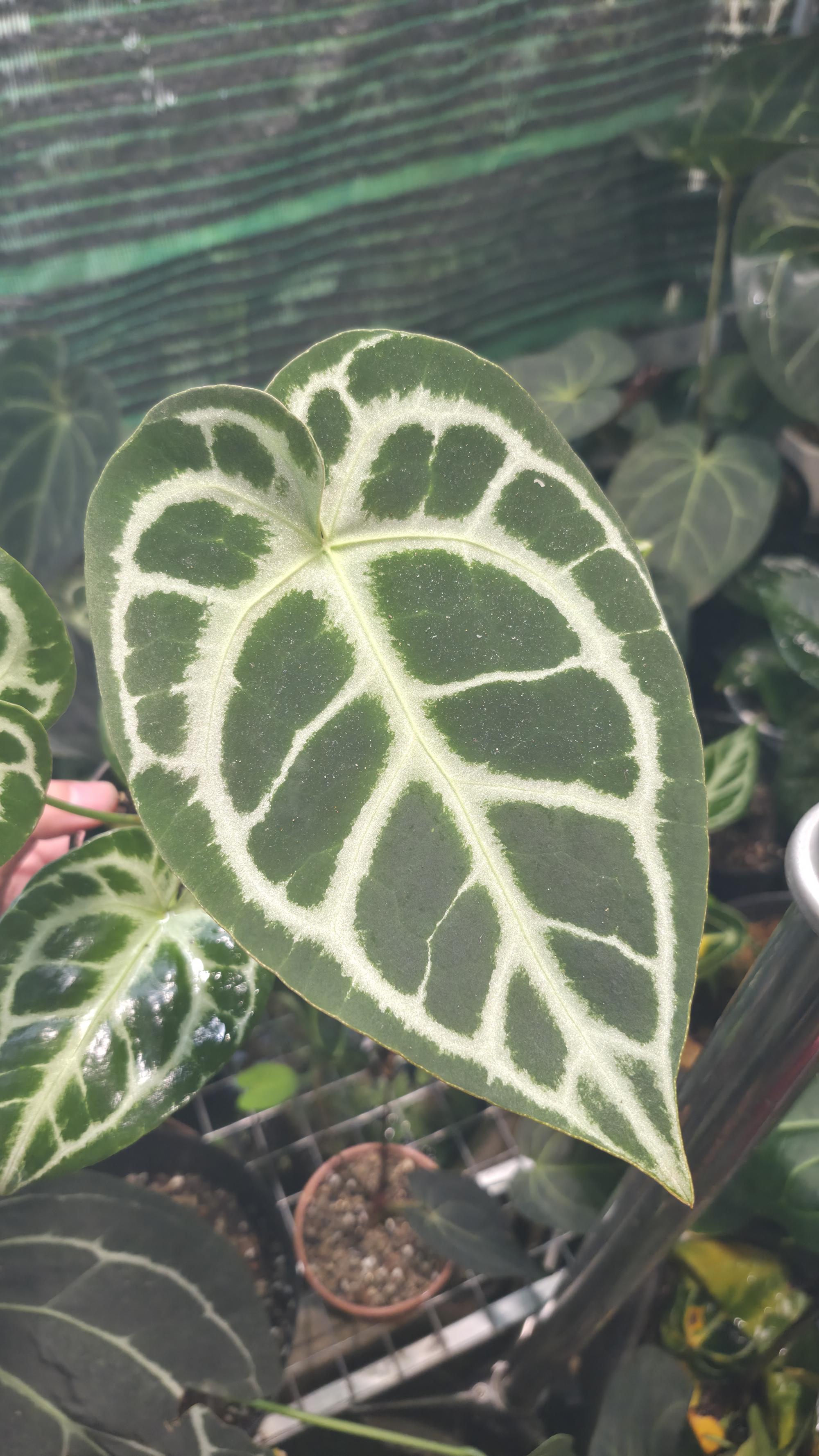 NV#130908 [~20cm] Anthurium Crystal Hybrid