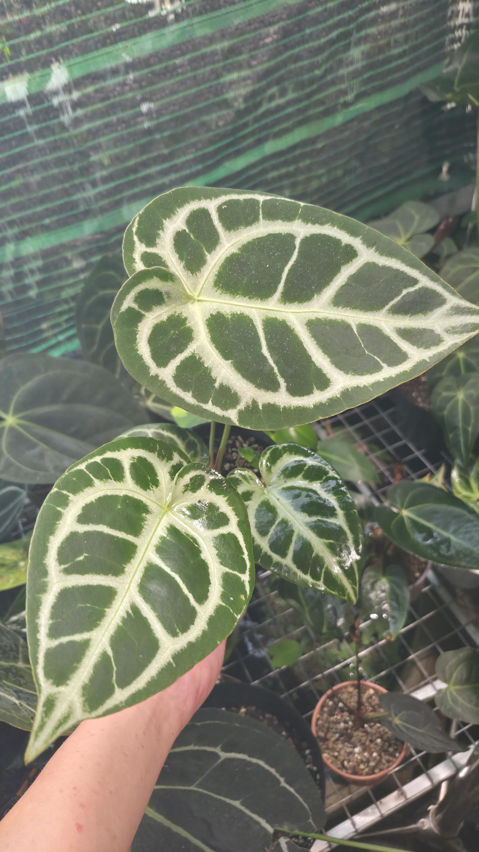 NV#130908 [~20cm] Anthurium Crystal Hybrid