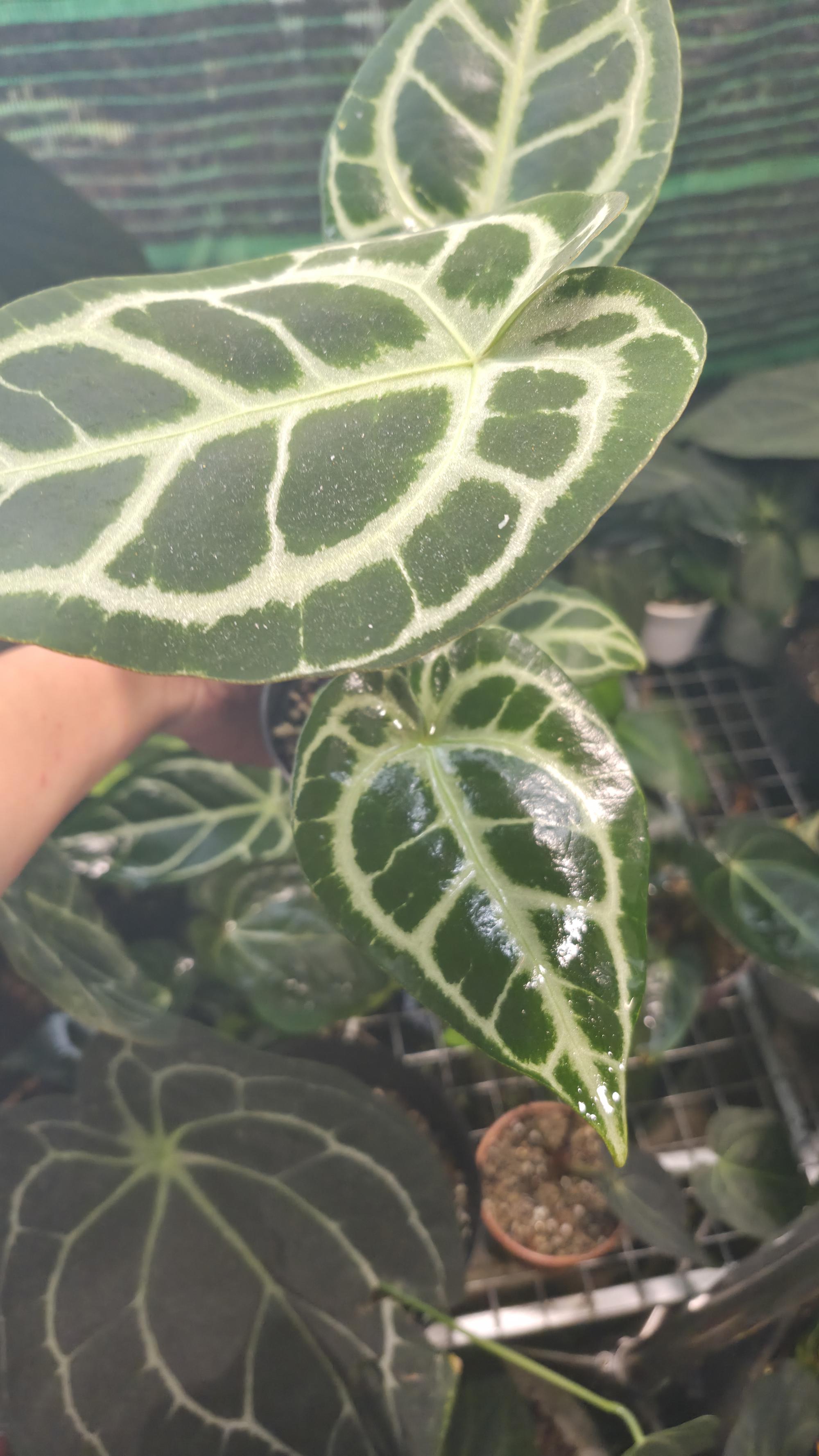 NV#130908 [~20cm] Anthurium Crystal Hybrid