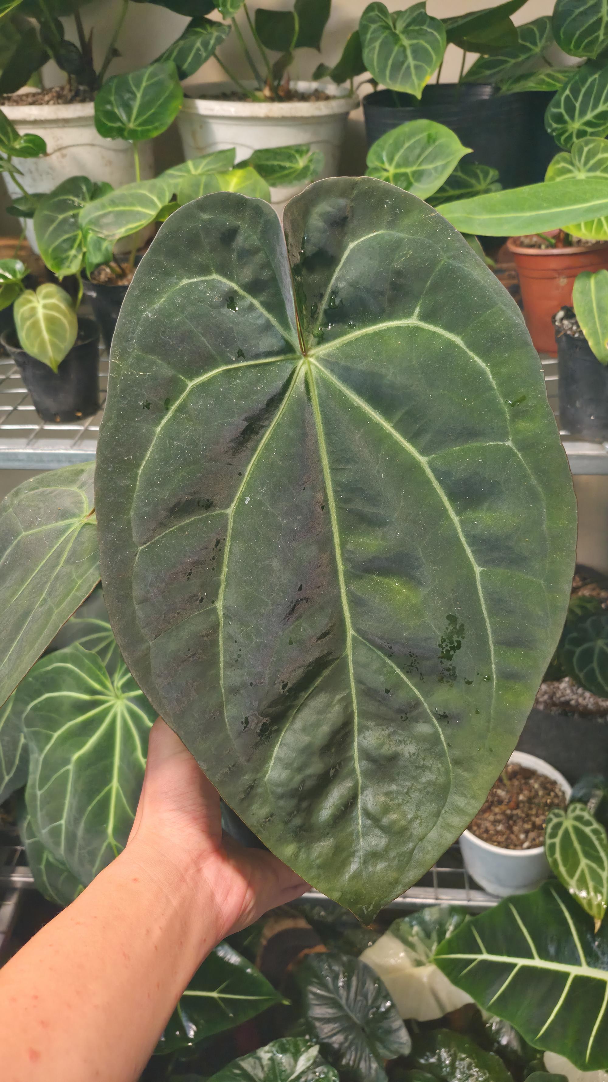 NV#130901 [~30cm leaf] Anthurium Pap Hybrid