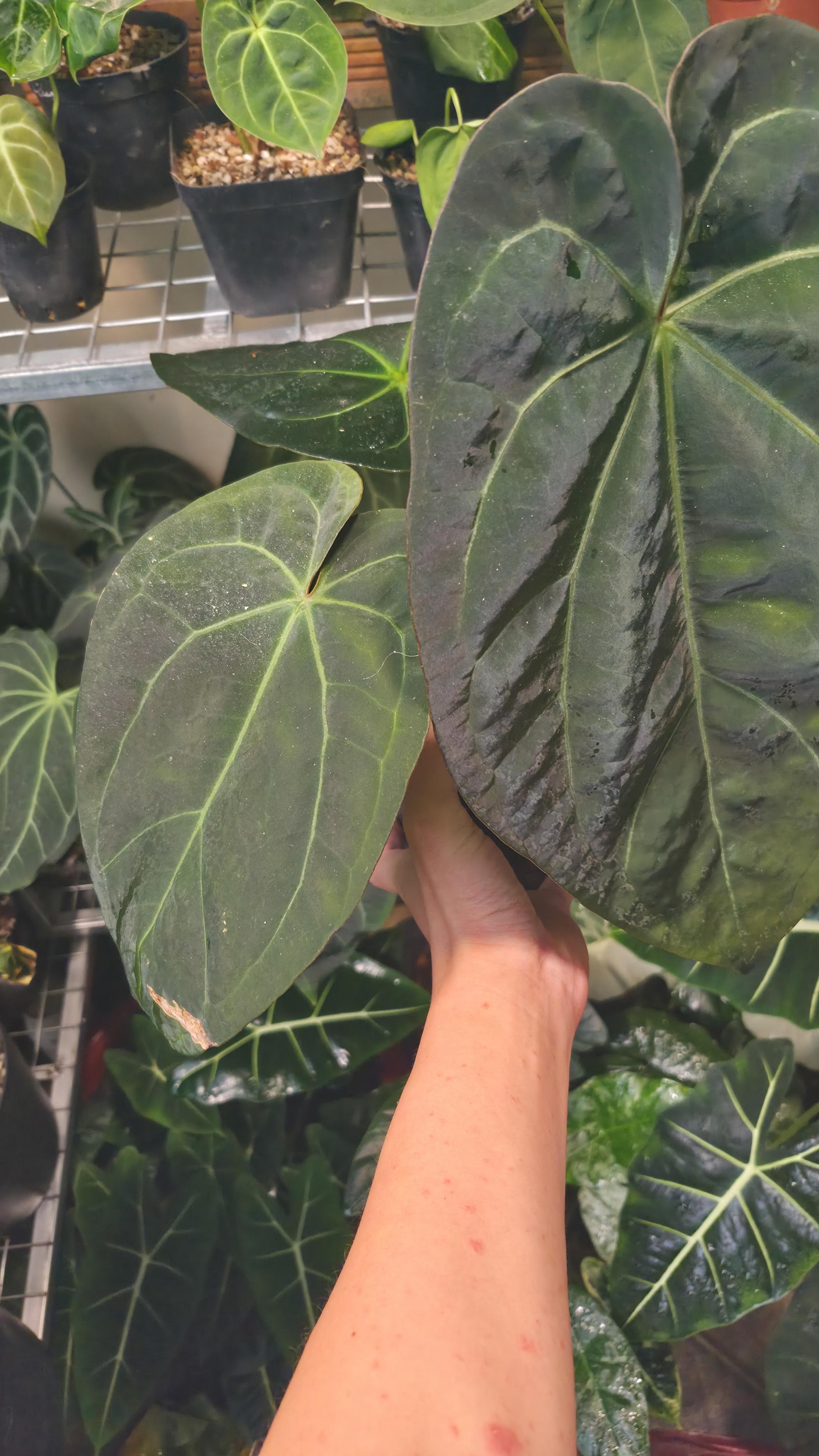 NV#130901 [~30cm leaf] Anthurium Pap Hybrid