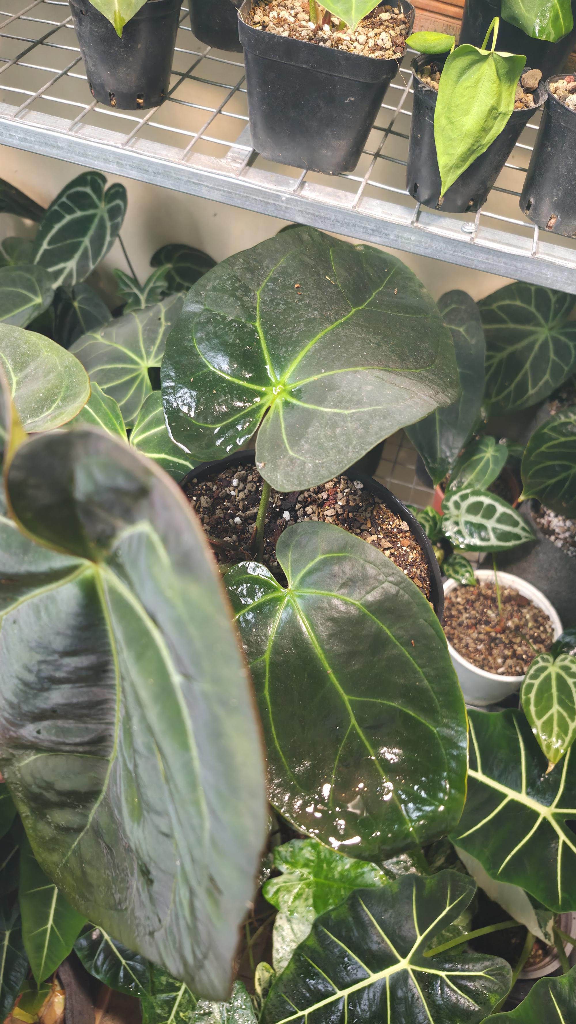 NV#130901 [~30cm leaf] Anthurium Pap Hybrid
