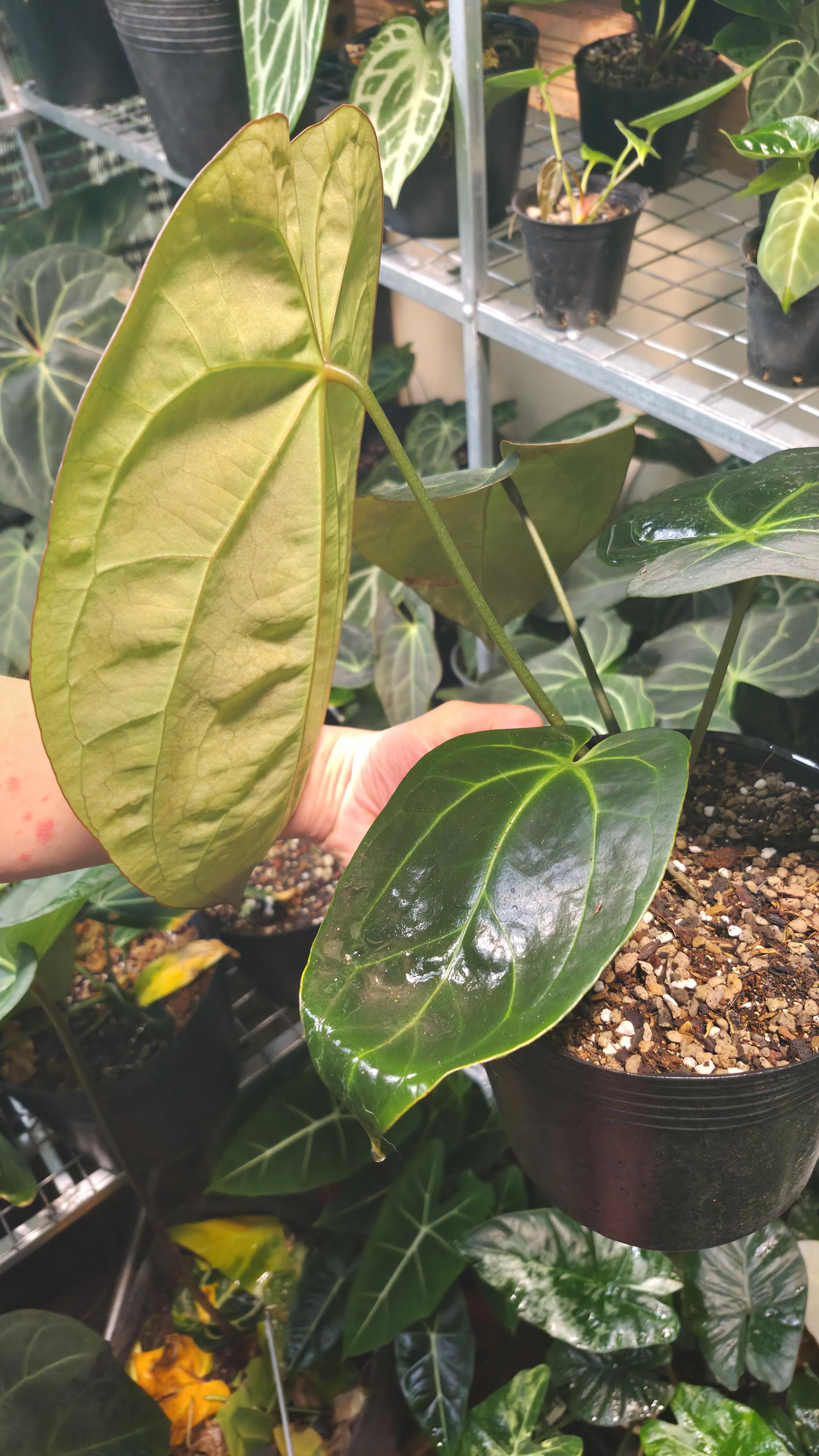 NV#130901 [~30cm leaf] Anthurium Pap Hybrid