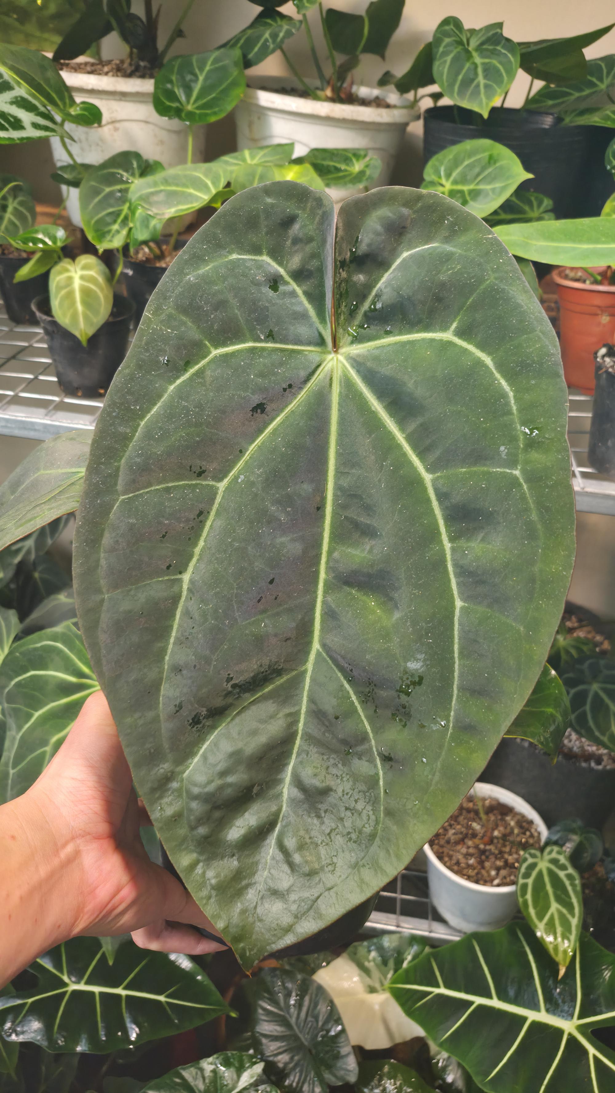 NV#130901 [~30cm leaf] Anthurium Pap Hybrid