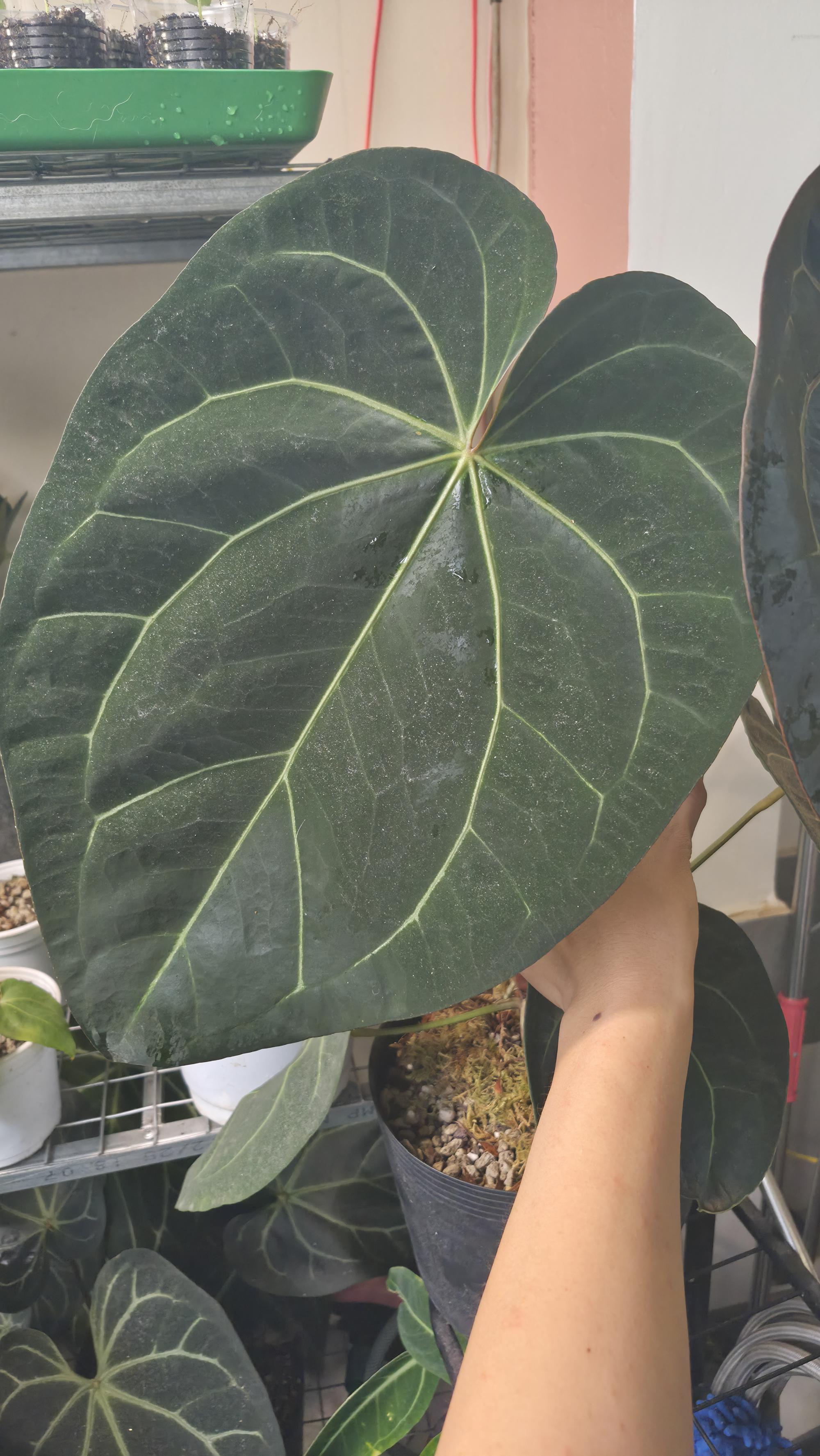 NV#130902 [~35cm leaf] Anthurium Hybrid