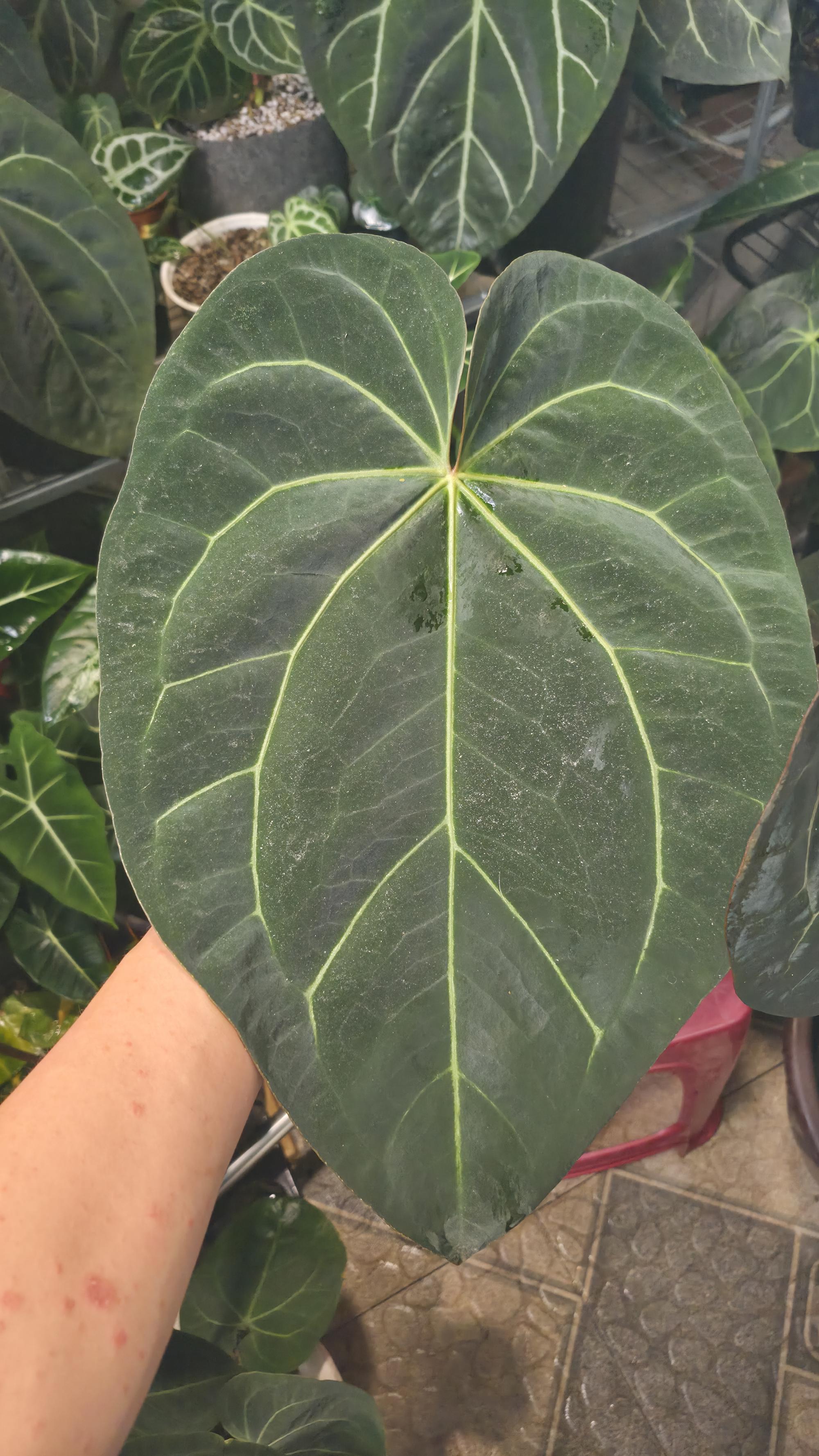 NV#130902 [~35cm leaf] Anthurium Hybrid
