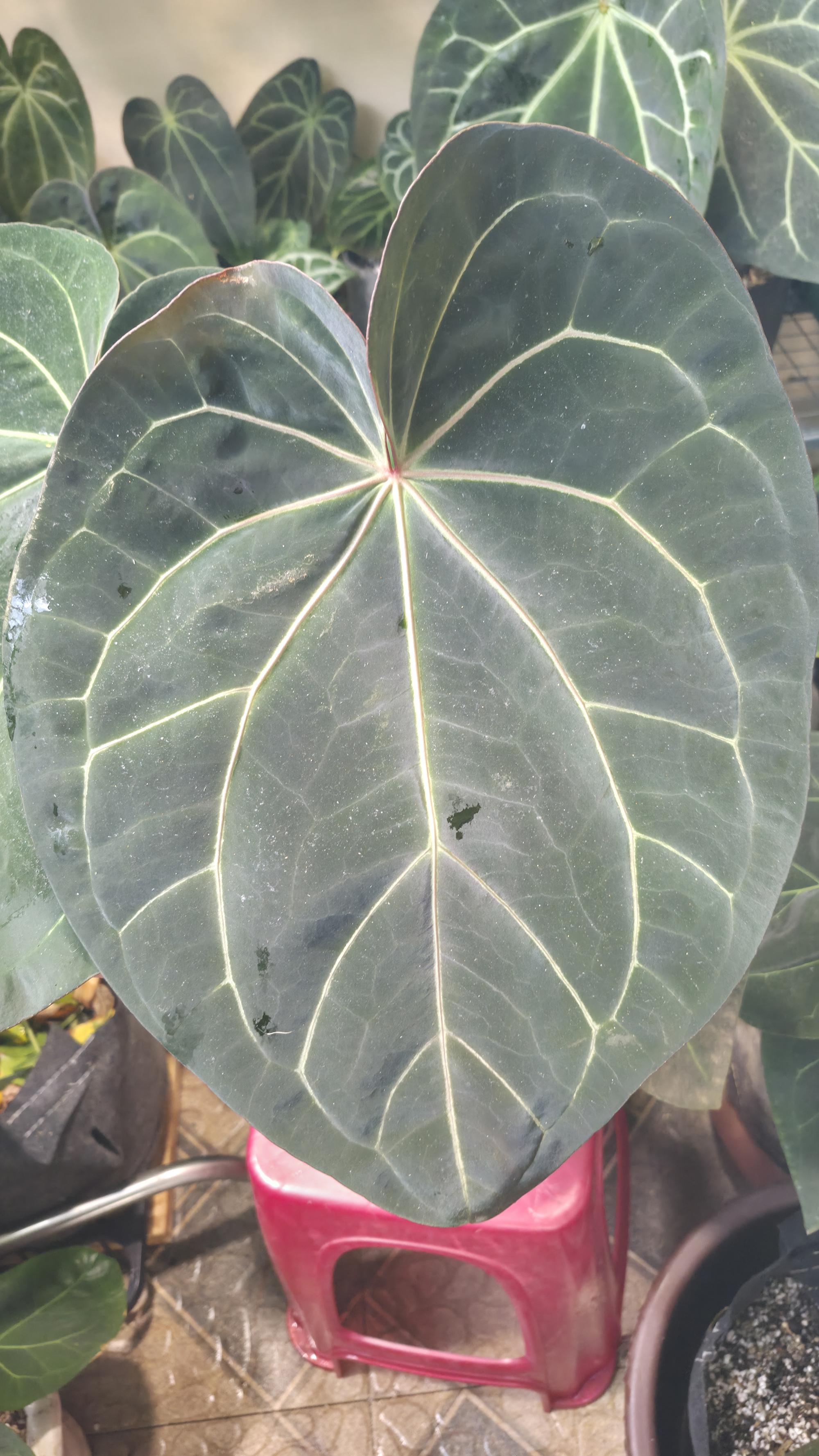 NV#130902 [~35cm leaf] Anthurium Hybrid