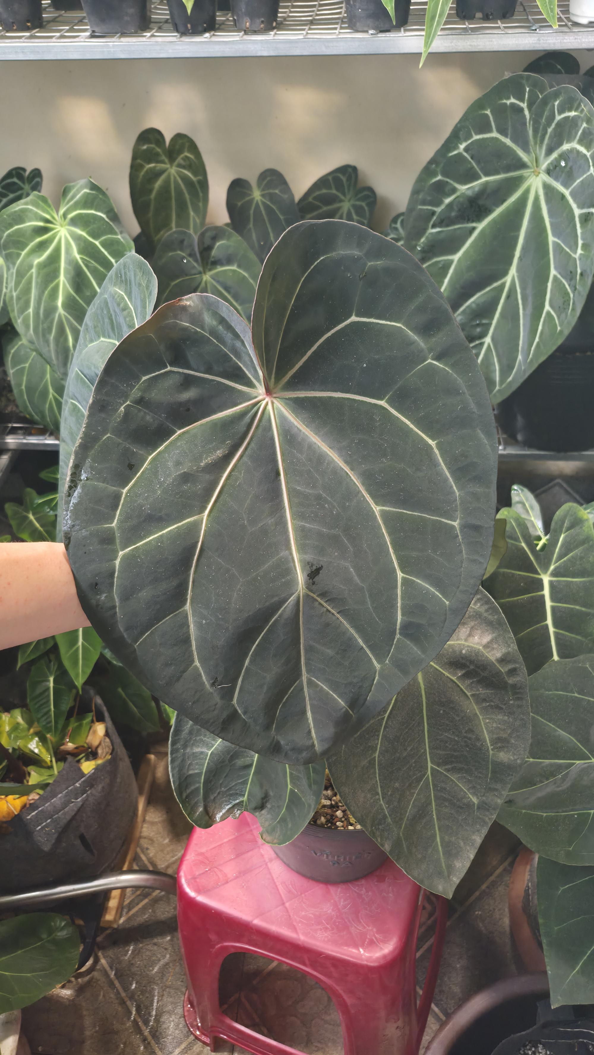 NV#130902 [~35cm leaf] Anthurium Hybrid