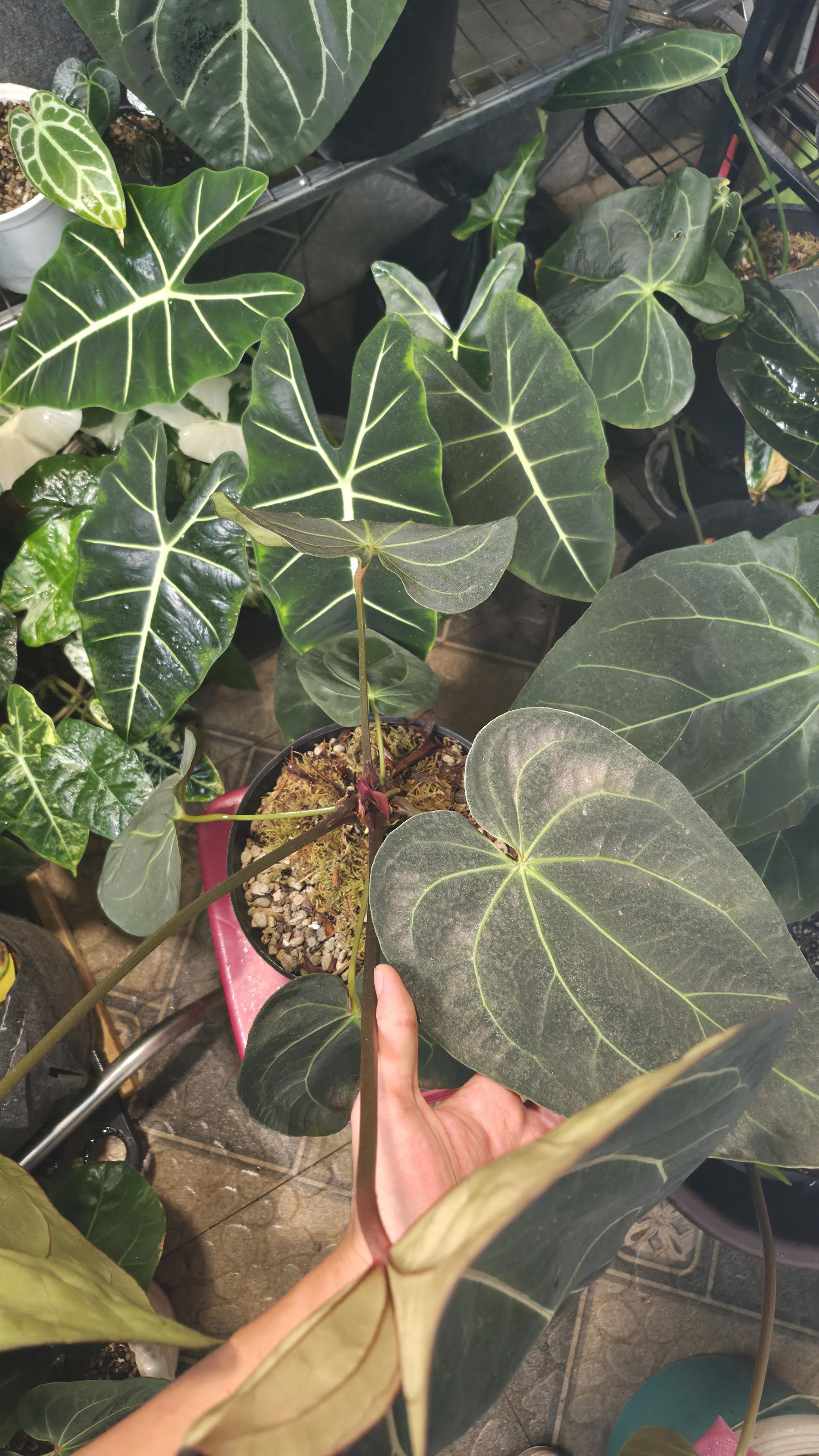 NV#130902 [~35cm leaf] Anthurium Hybrid