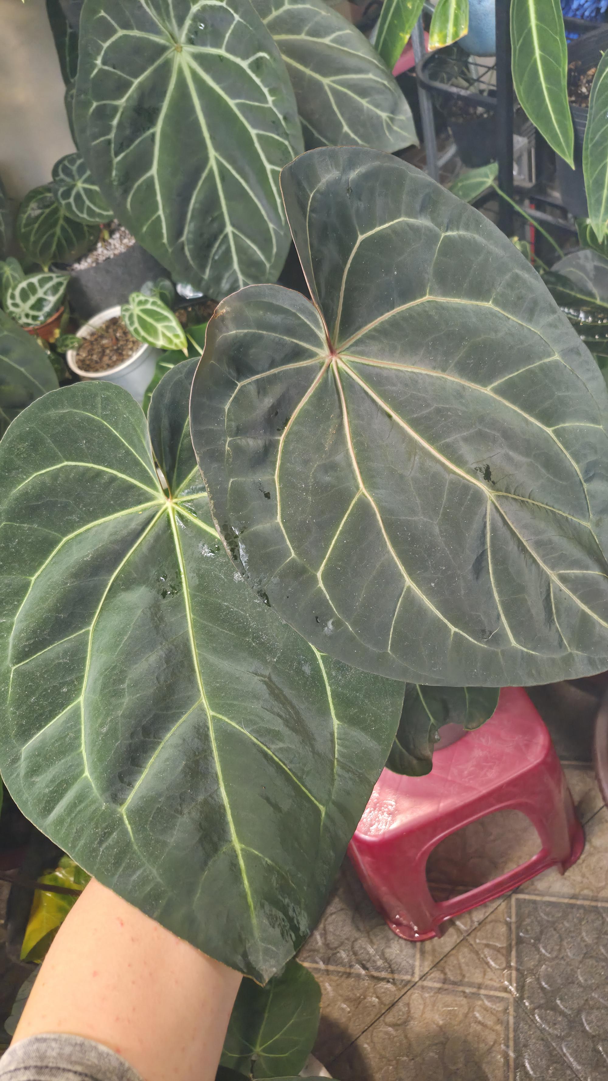 NV#130902 [~35cm leaf] Anthurium Hybrid