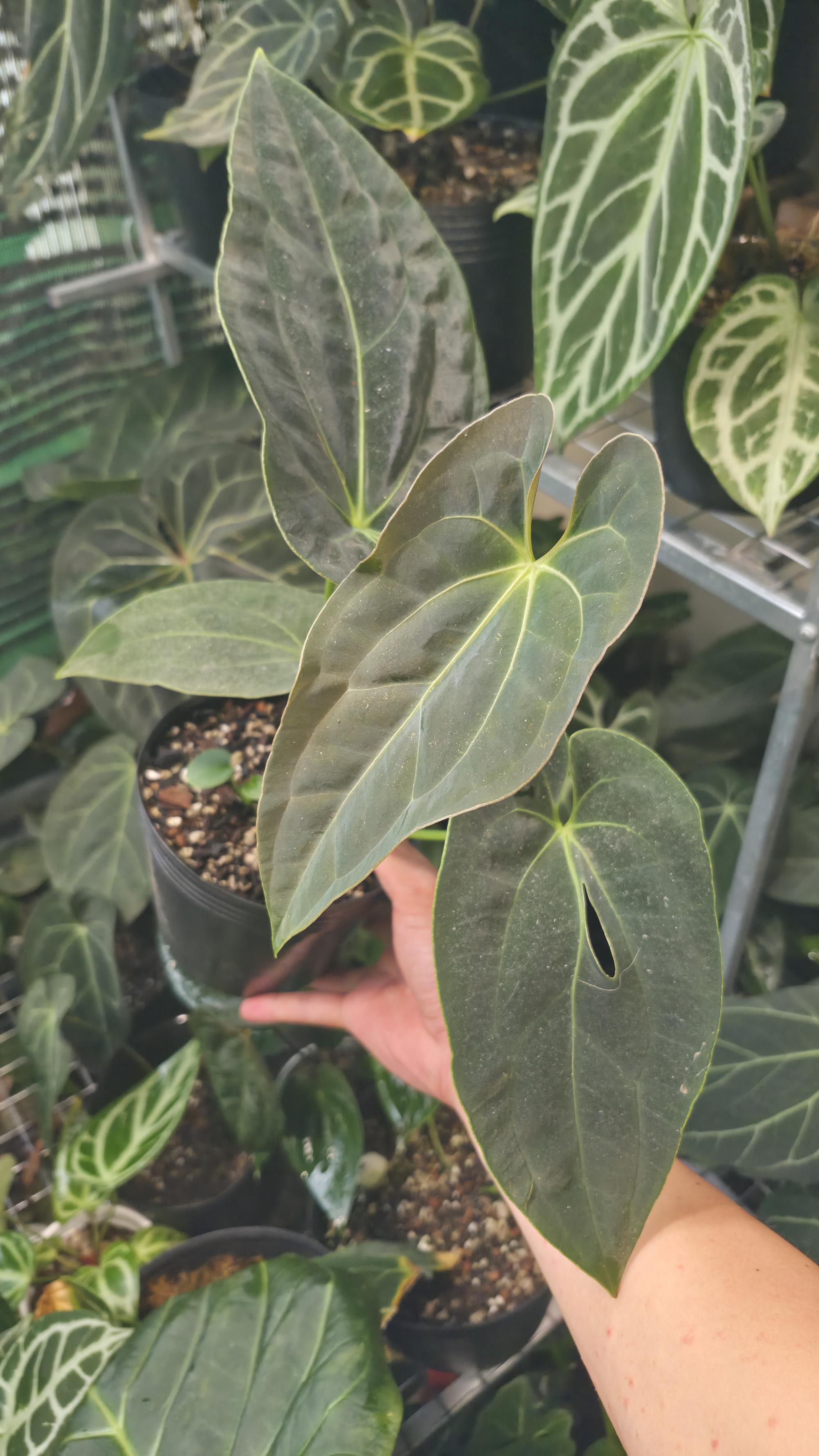 NV#130903 [~24cm leaf] Anthurium Pap Hybrid