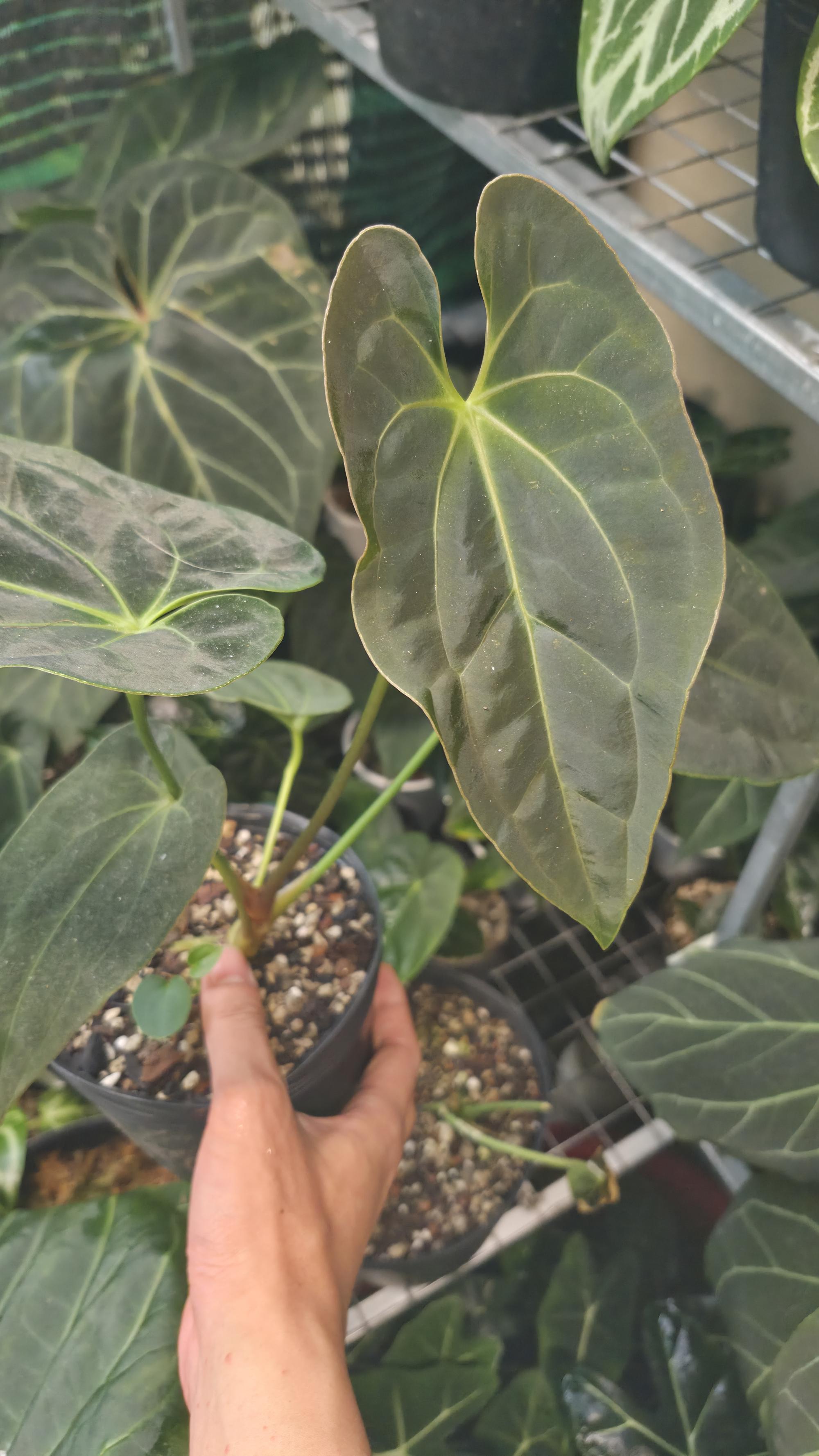 NV#130903 [~24cm leaf] Anthurium Pap Hybrid