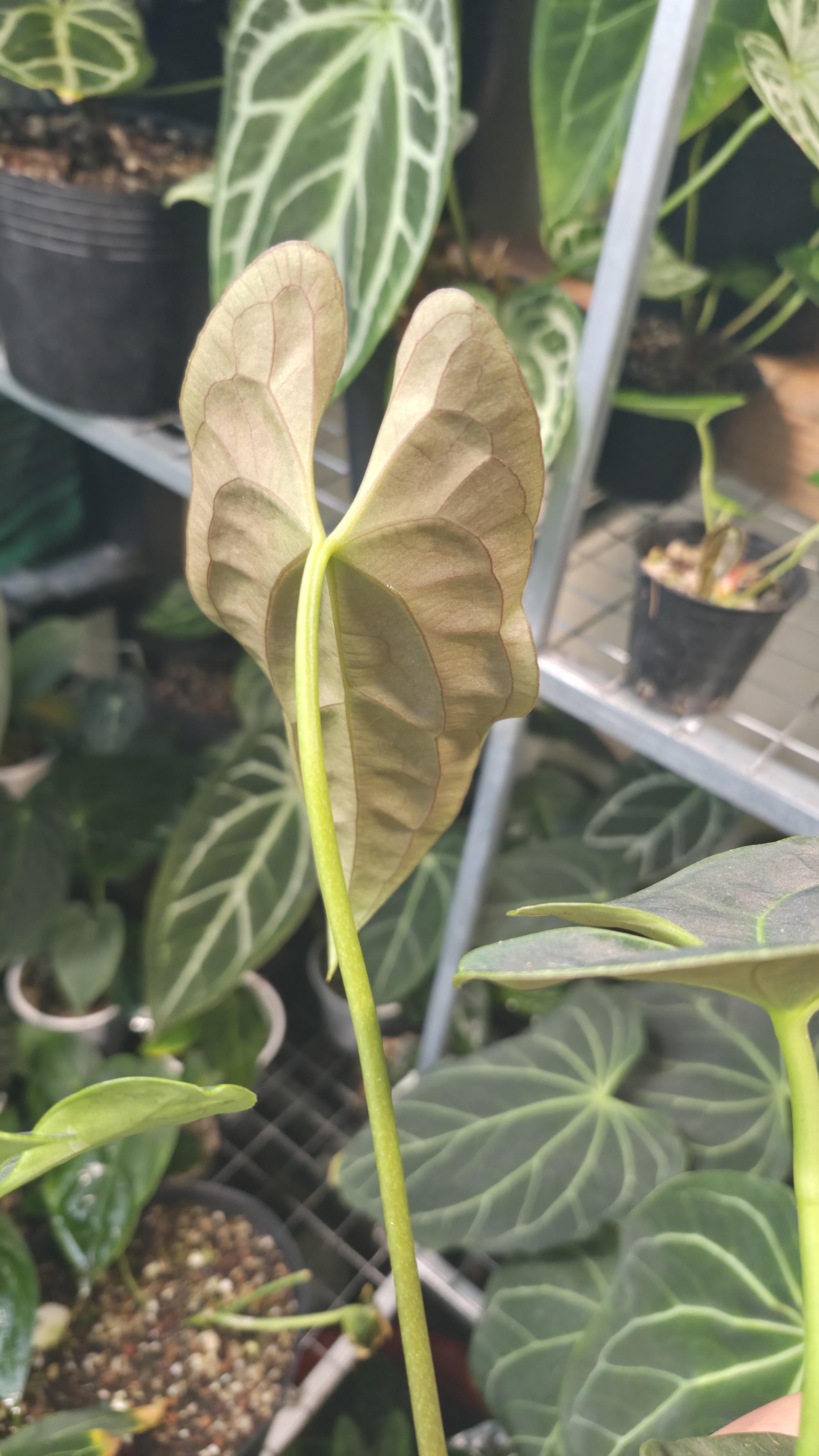 NV#130903 [~24cm leaf] Anthurium Pap Hybrid
