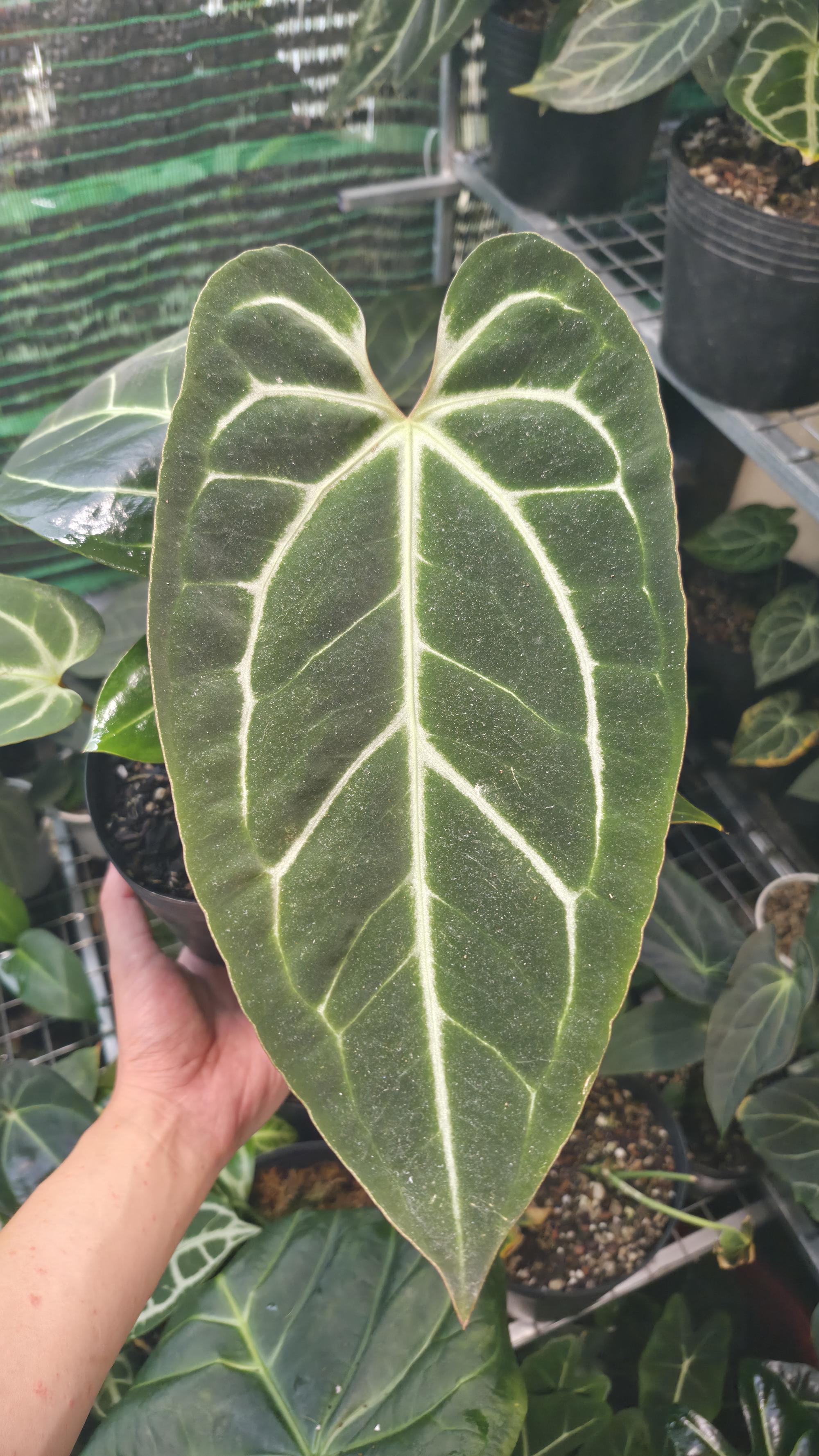 NV#130904 [~28cm leaf] Anthurium Besseae Aff x Darkmama