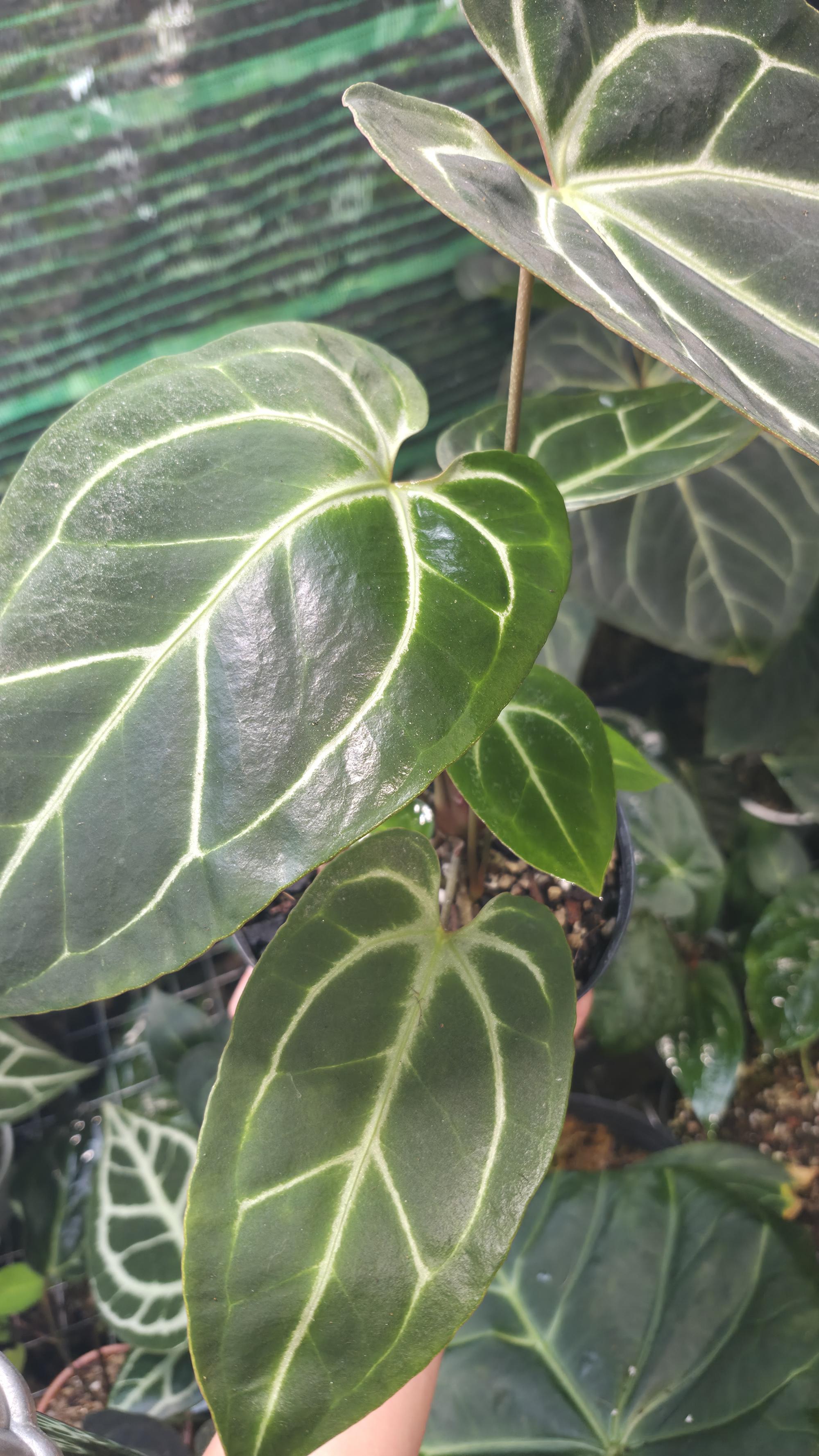 NV#130904 [~28cm leaf] Anthurium Besseae Aff x Darkmama