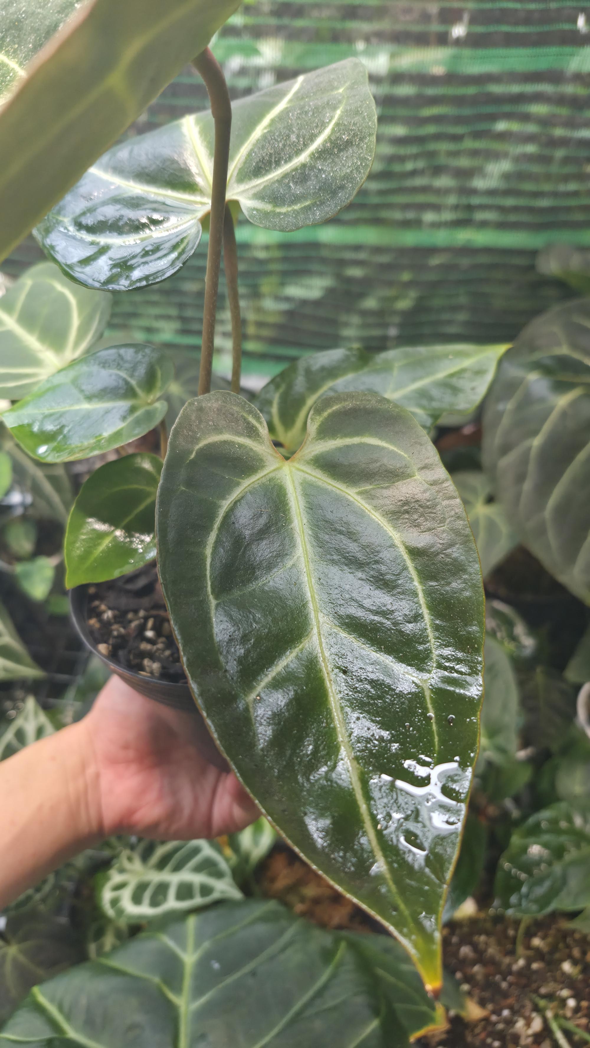 NV#130904 [~28cm leaf] Anthurium Besseae Aff x Darkmama
