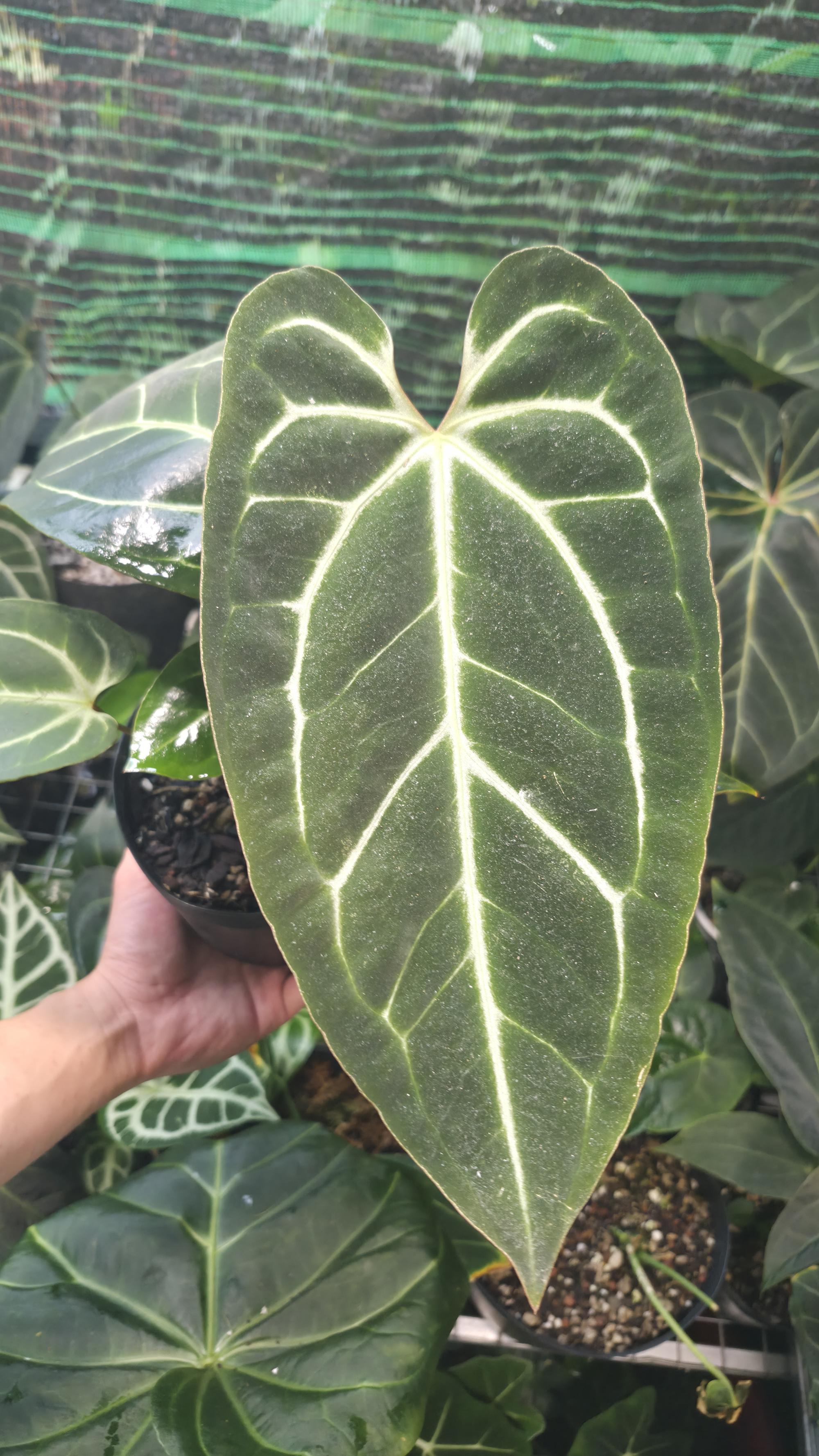 NV#130904 [~28cm leaf] Anthurium Besseae Aff x Darkmama