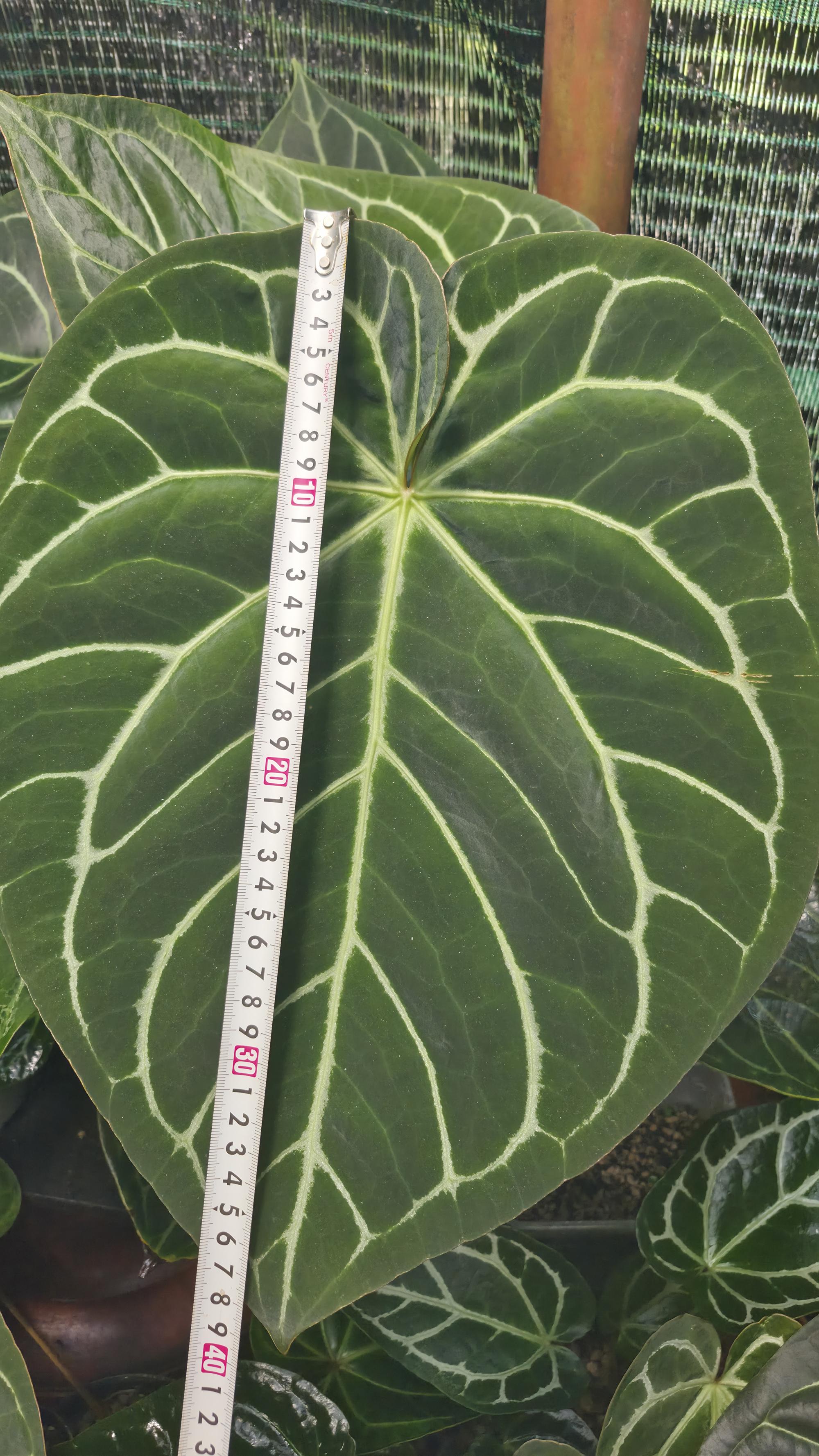 NV#130905 [~40cm leaf] Anthurium Hybrid (2 in one pot)