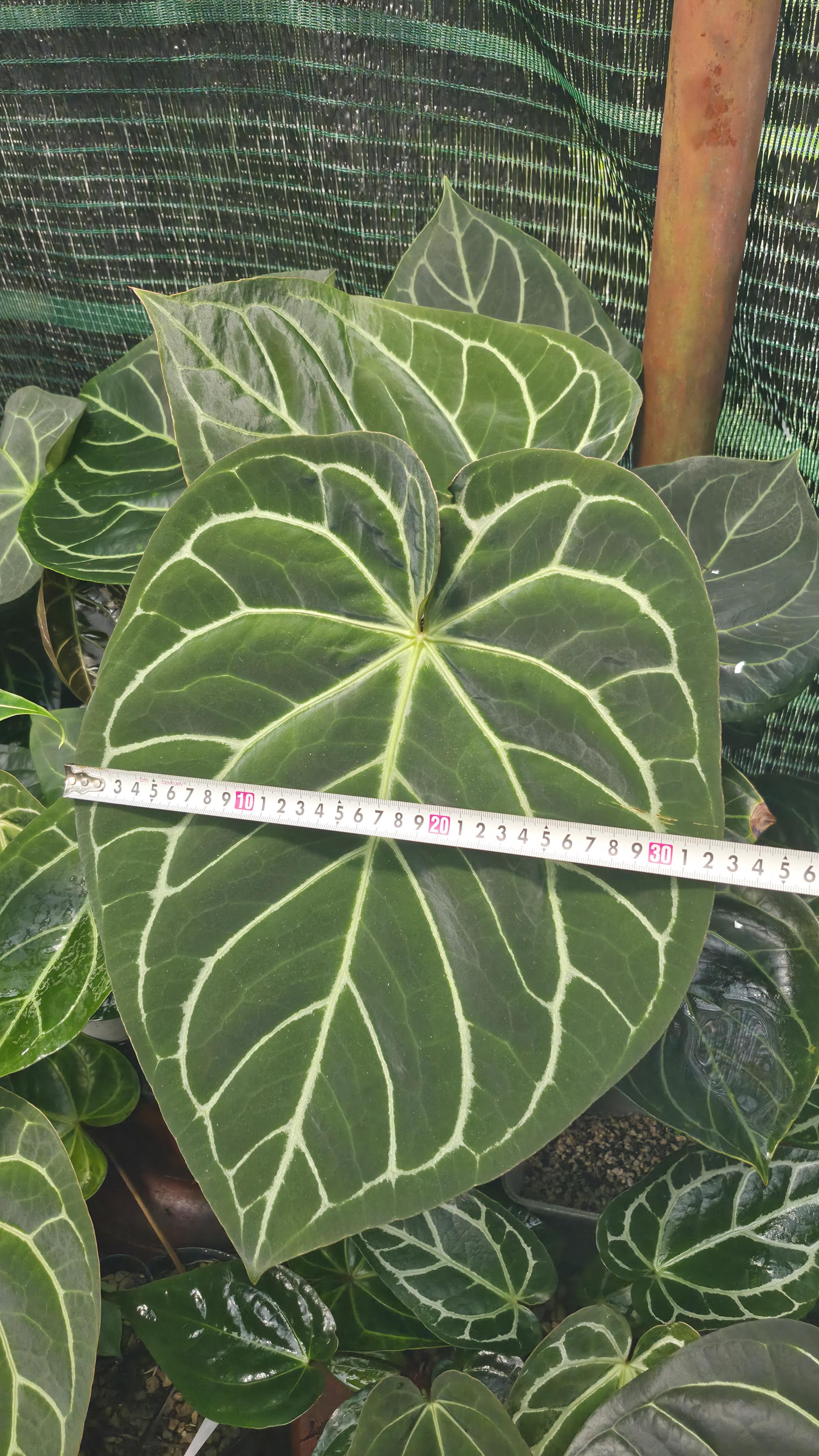 NV#130905 [~40cm leaf] Anthurium Hybrid (2 in one pot)