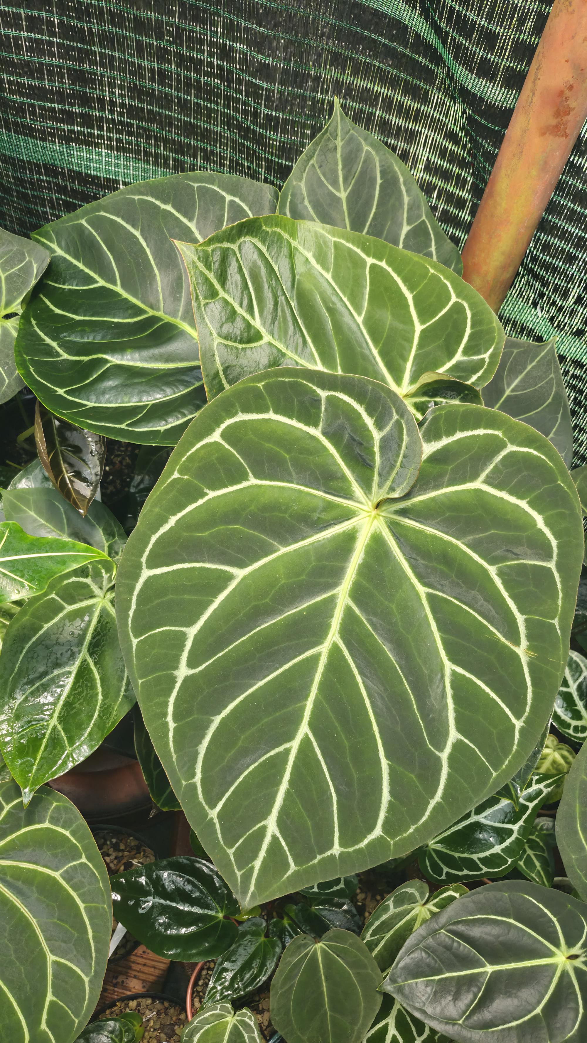 NV#130905 [~40cm leaf] Anthurium Hybrid (2 in one pot)