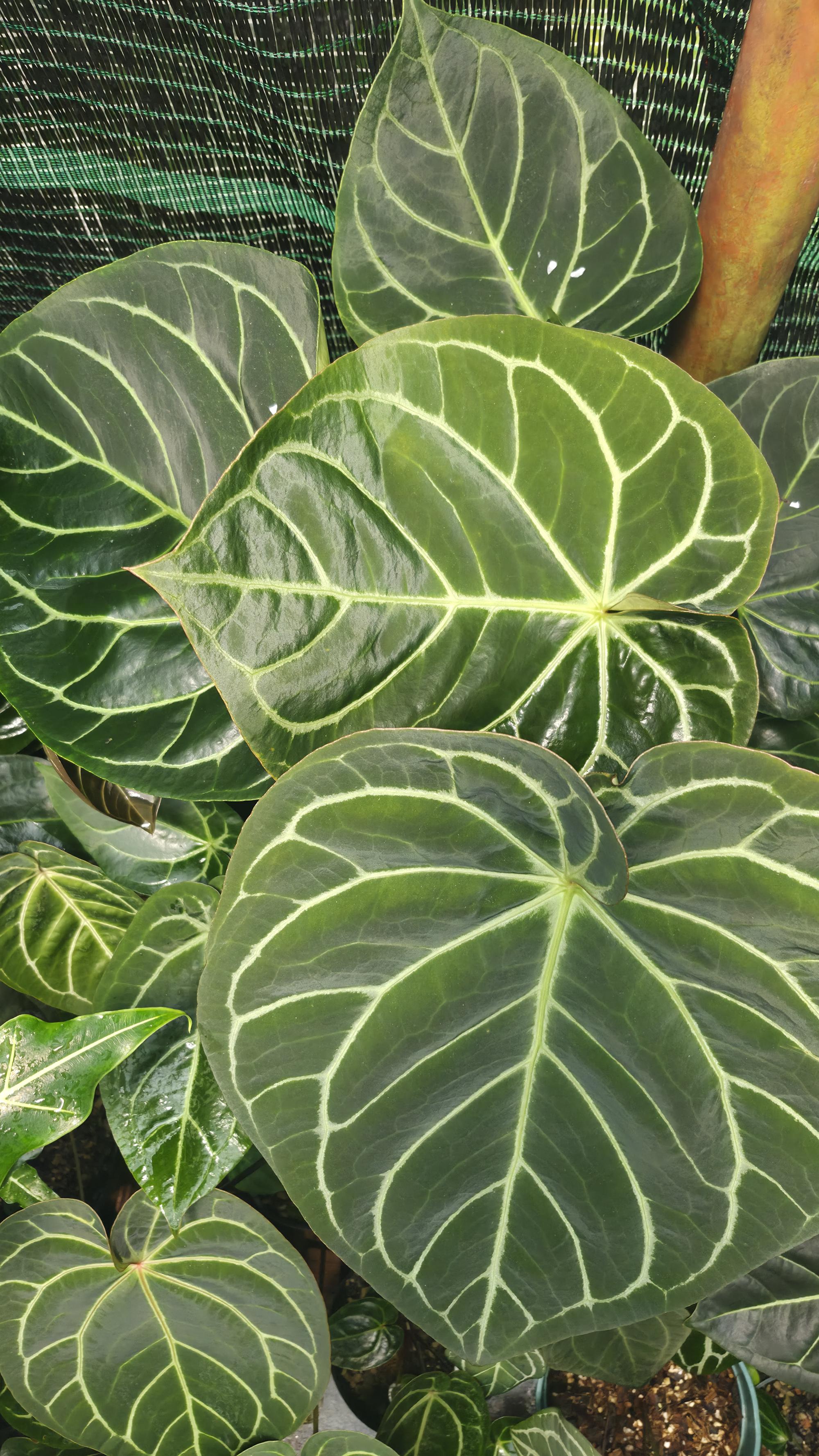 NV#130905 [~40cm leaf] Anthurium Hybrid (2 in one pot)