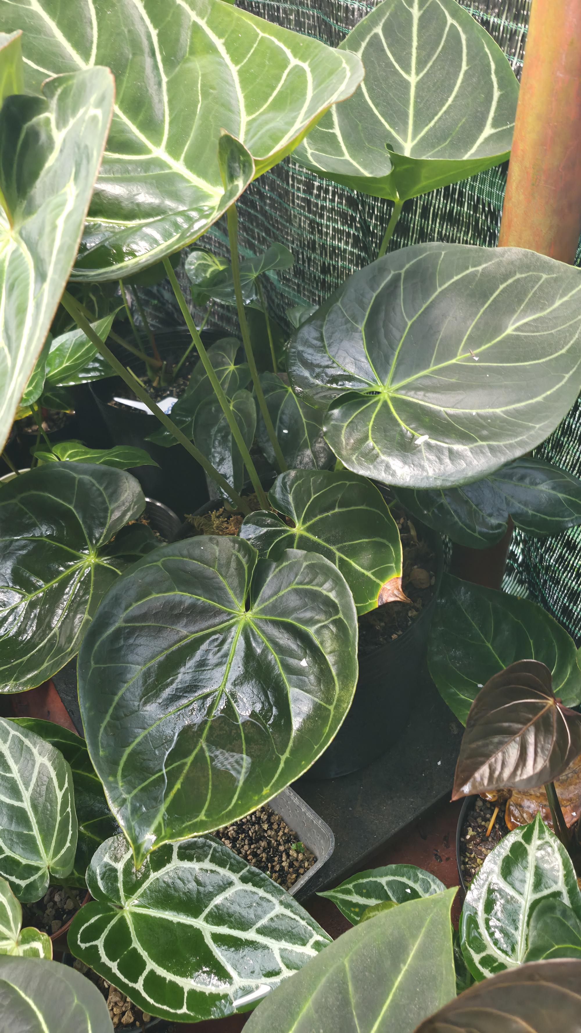 NV#130905 [~40cm leaf] Anthurium Hybrid (2 in one pot)