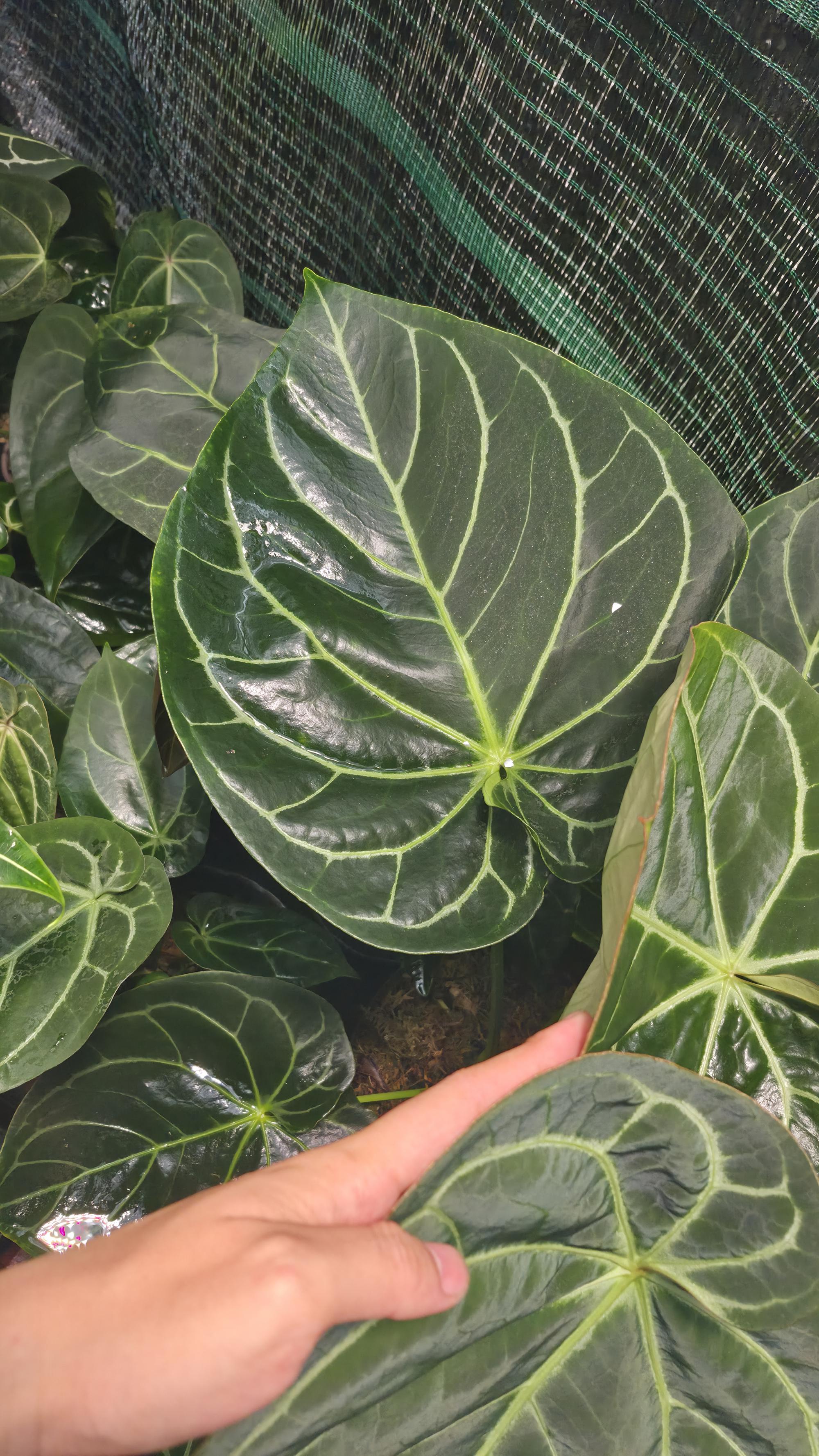 NV#130905 [~40cm leaf] Anthurium Hybrid (2 in one pot)