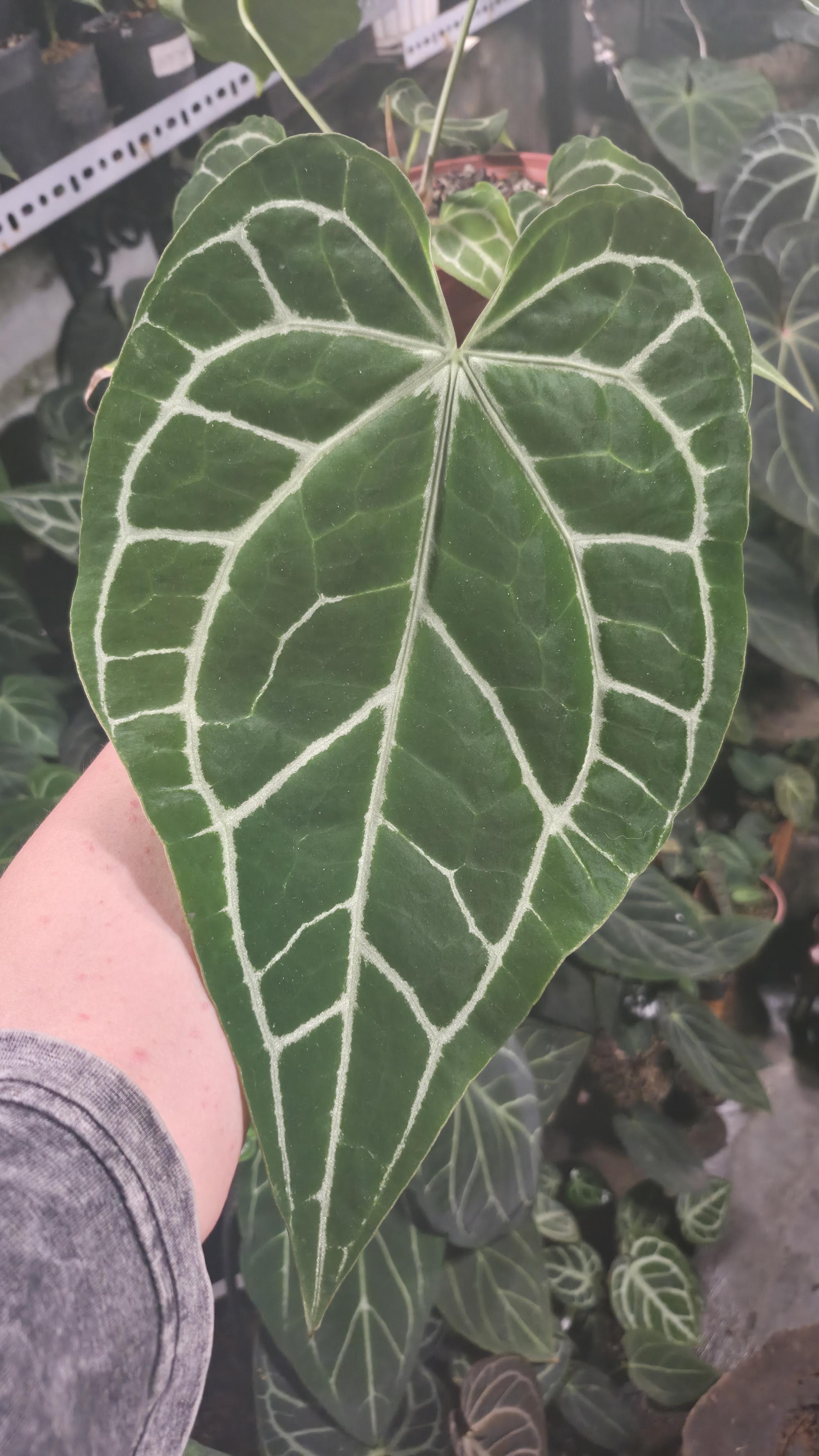 NV#130920 [~33 cm leaf] Anthurium Hybrid