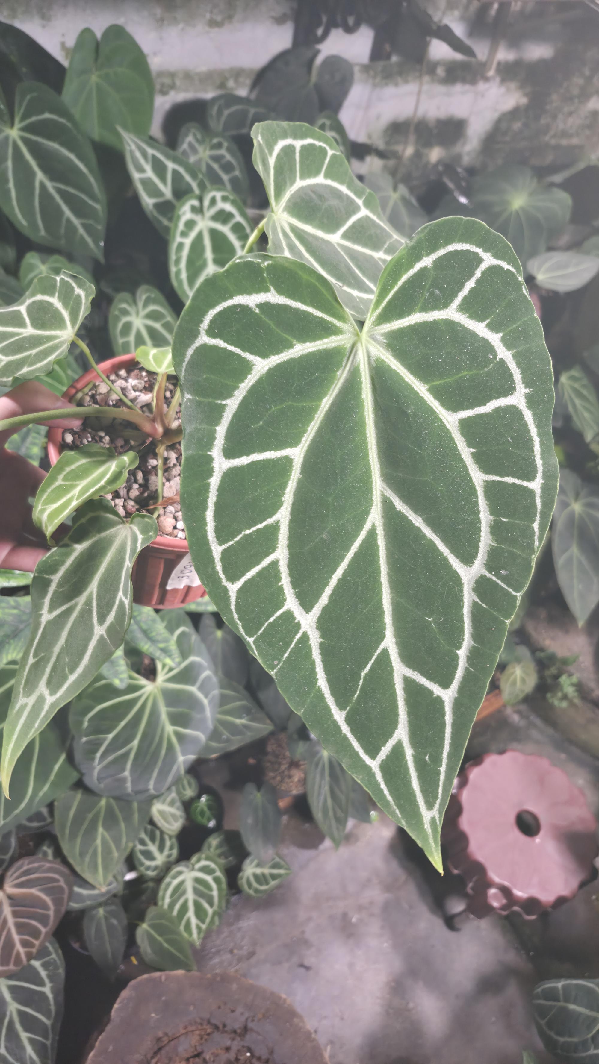 NV#130920 [~33 cm leaf] Anthurium Hybrid