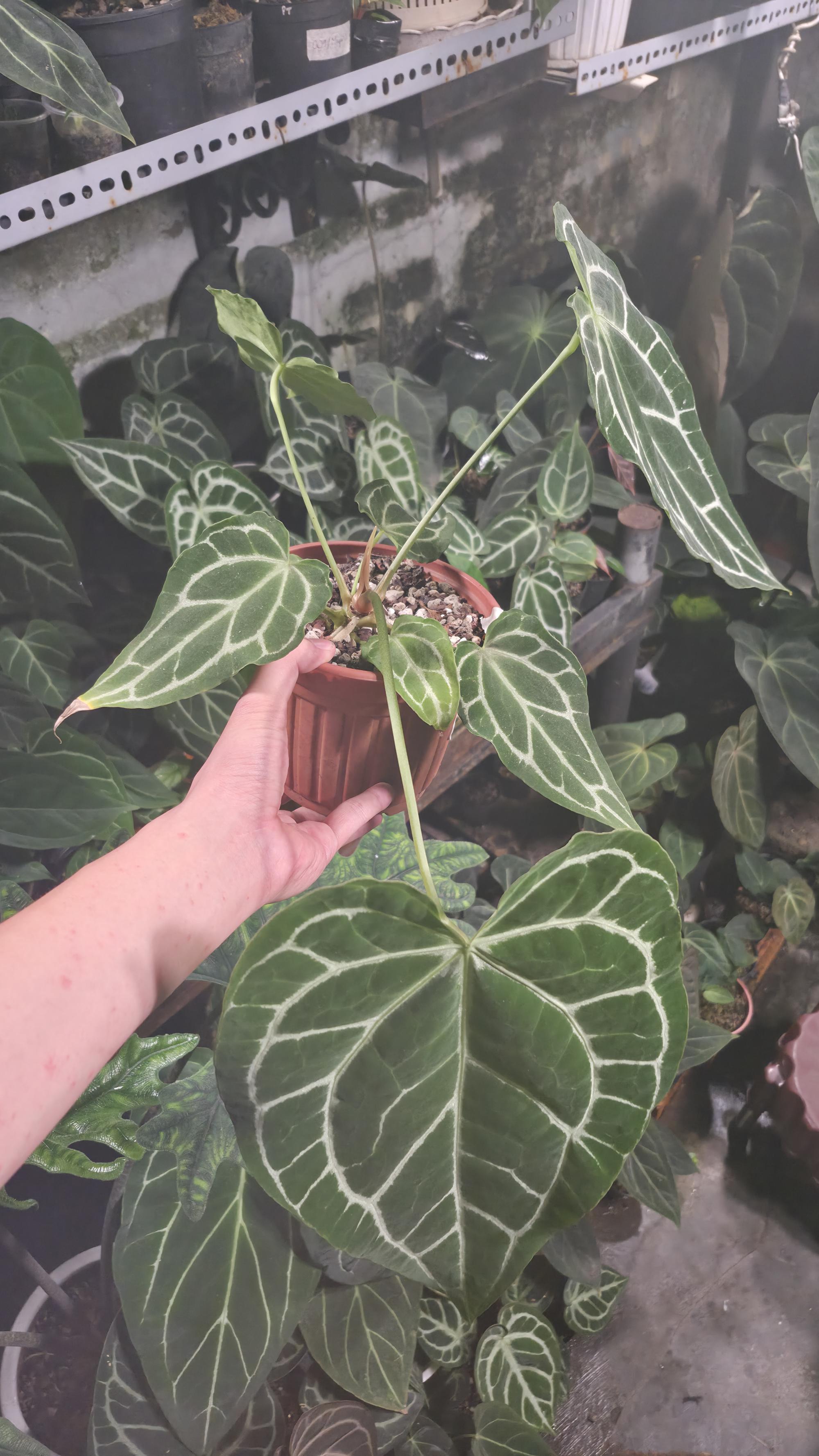 NV#130920 [~33 cm leaf] Anthurium Hybrid