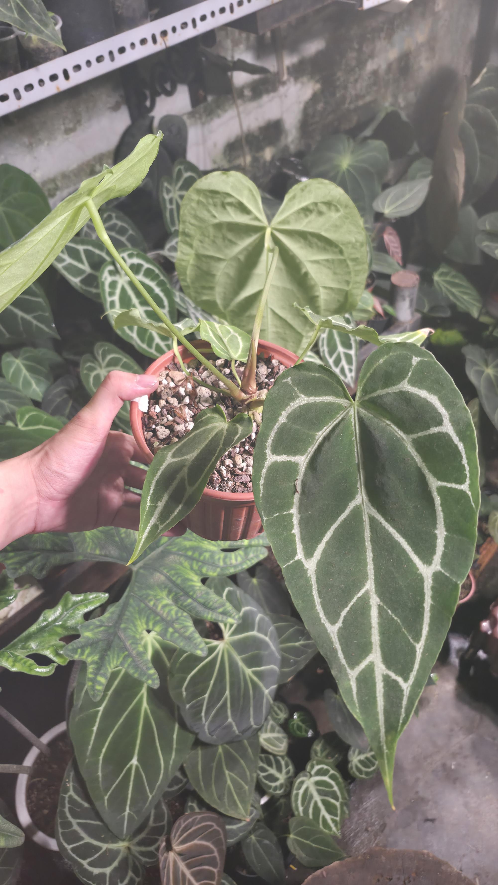 NV#130920 [~33 cm leaf] Anthurium Hybrid
